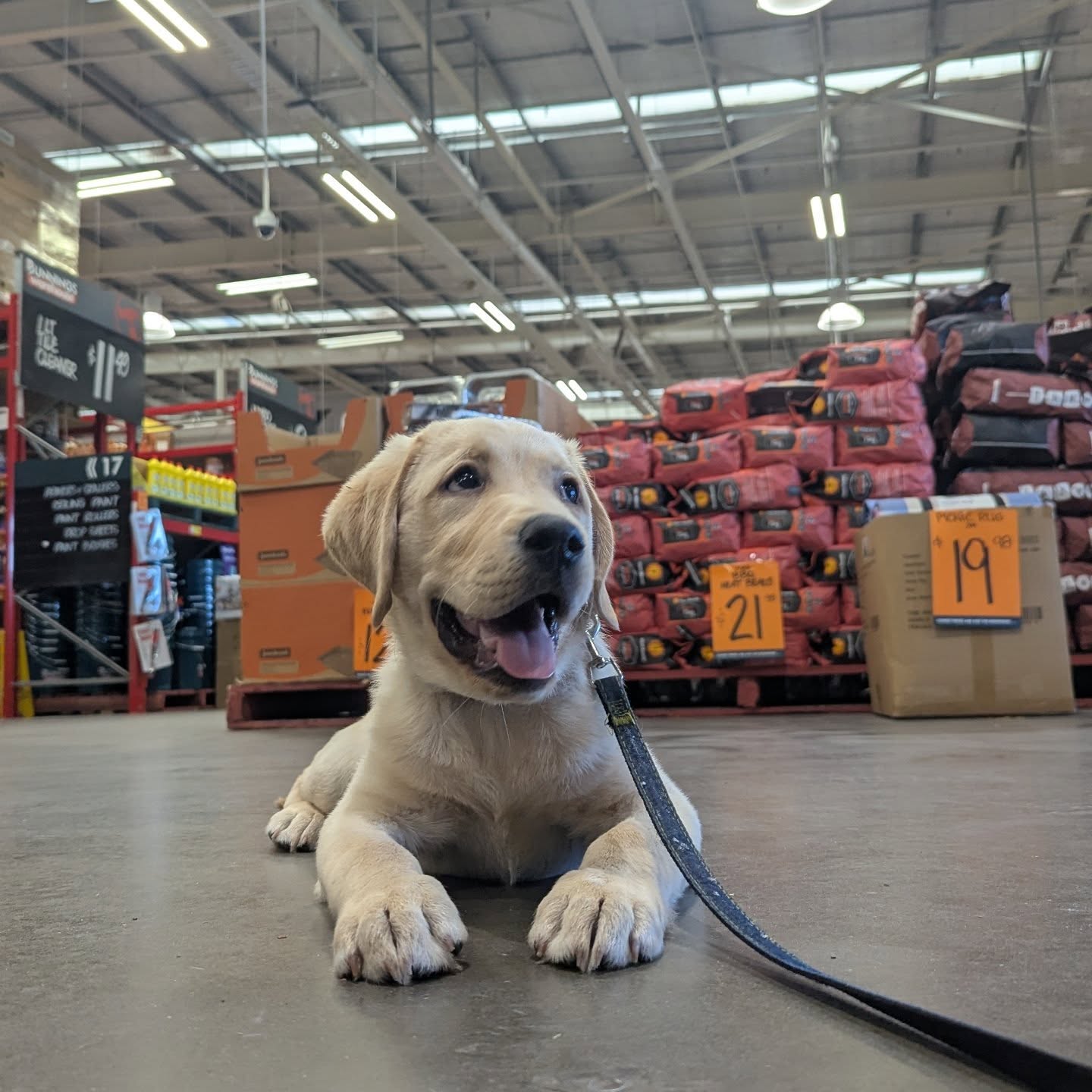 Effective socialization involves positive exposure to new environments. Dusty was pretty chuffed with his trip to Bunnings