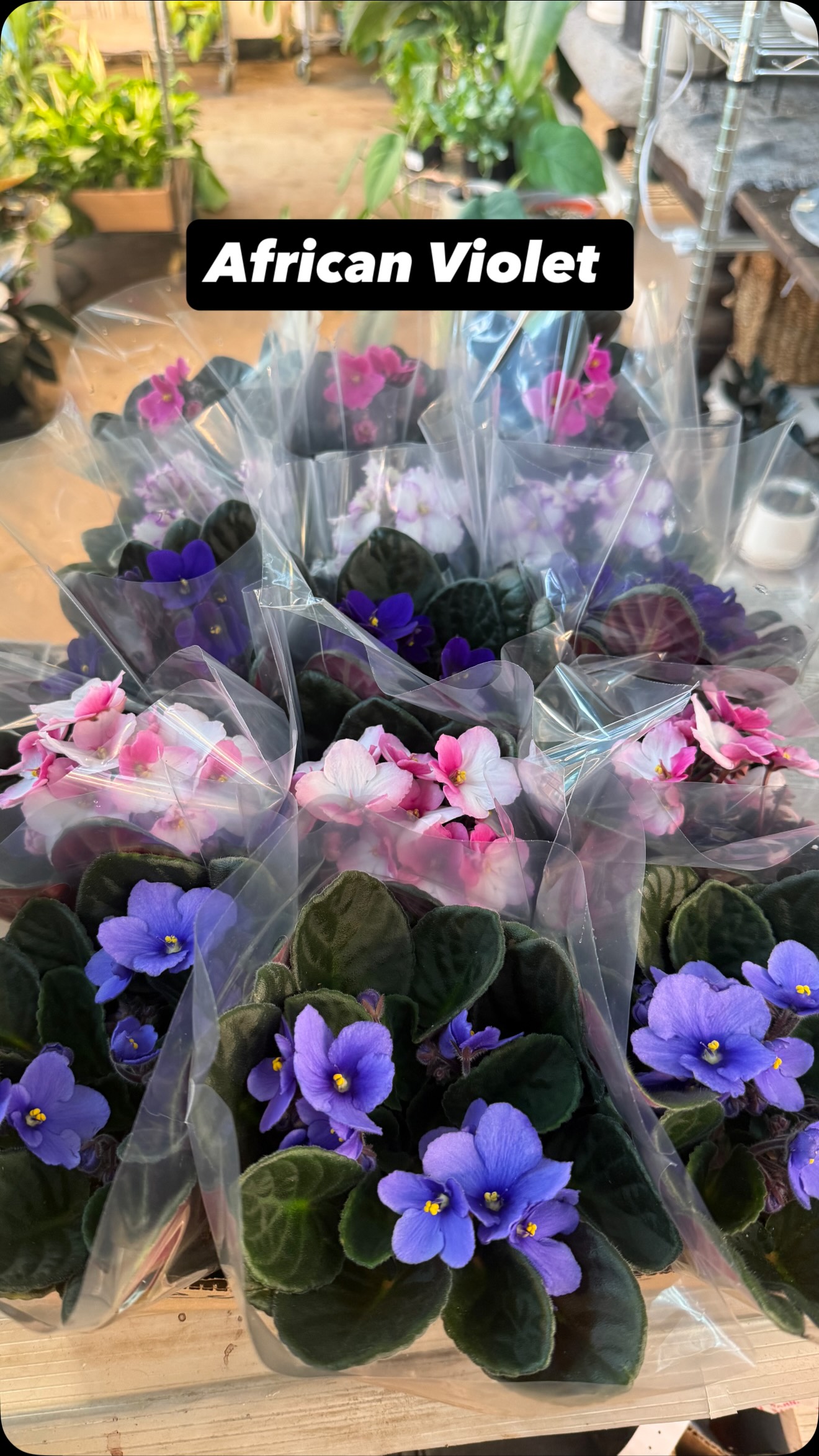 These African violets are blooming 🤩 come snag one while supplies last!
#booshnursery #plantlover #africanviolet #plantshop #smallbuisness