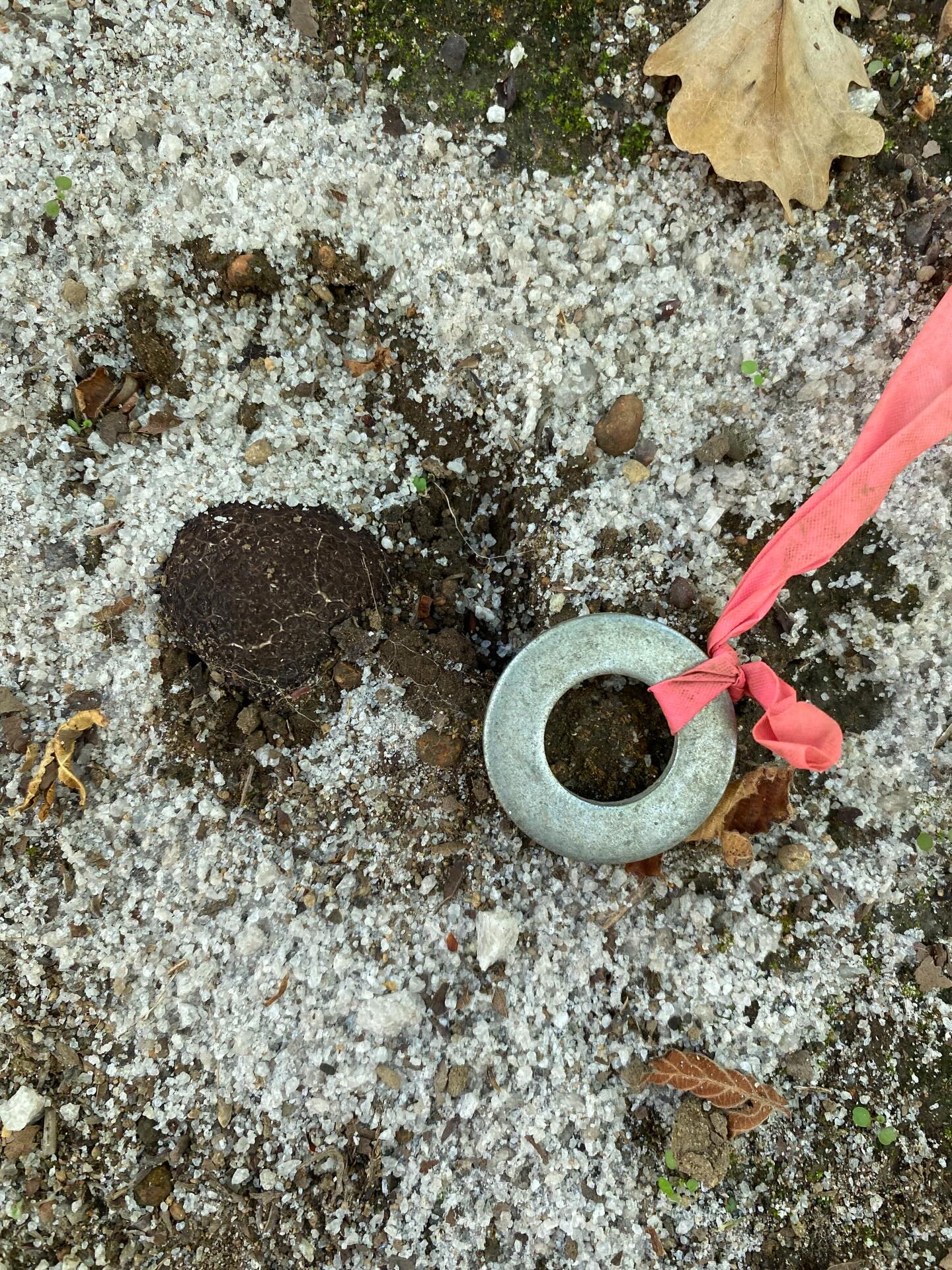 What a working day at Silverwood Truffles looks like during the pre-harvest season.
Since the beginning of the year, we’ve been moving through a cycle of identifying, tagging and covering each surface truffle with sand.
This process helps to prevent the truffles from drying out from the sun, being damaged by insects or pests, and makes them easier to identify when it comes to harvest.
Luckily for us, the shade of the oak and hazelnut trees provides a delightful respite for us to move through the orchard on warm days!
As you can see in the last picture, our truffles need more time to mature before they are ready to be served.
Our friends, the Carnaby Black Cockatoo, like to have a play with them when they’re exposed - making it all the more important to cover in time!