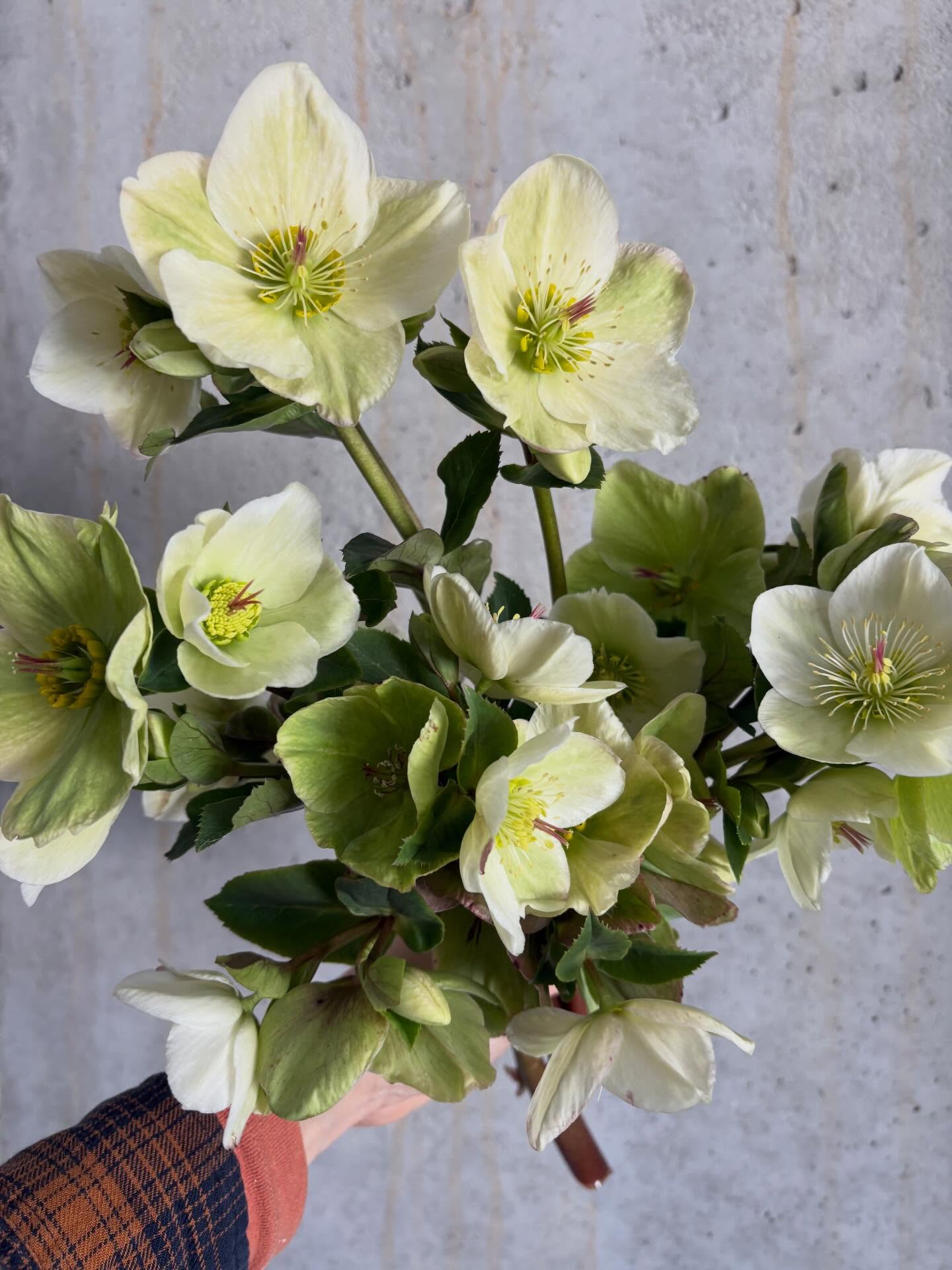 Florists ~ the warm temps last week were just enough to wake up all our sleeping flowers and even though we’re in a cold snap, we’re excited to say that flowers are here! 🎉
We’re soft-launching the online store this afternoon with a small selection of the earliest flowers we’ve ever had. There will be an email with a link to the store and a ‘how-to order’ section for those of you who are new to us, so keep an eye on your inboxes! 💌
If you’re not on our wholesale mailing list you can email stephen@peachhousefarm to get involved! 💖
We’re looking forward to another great flower season with y’all! 🌷
#locallygrown #flowers #flowerfarming