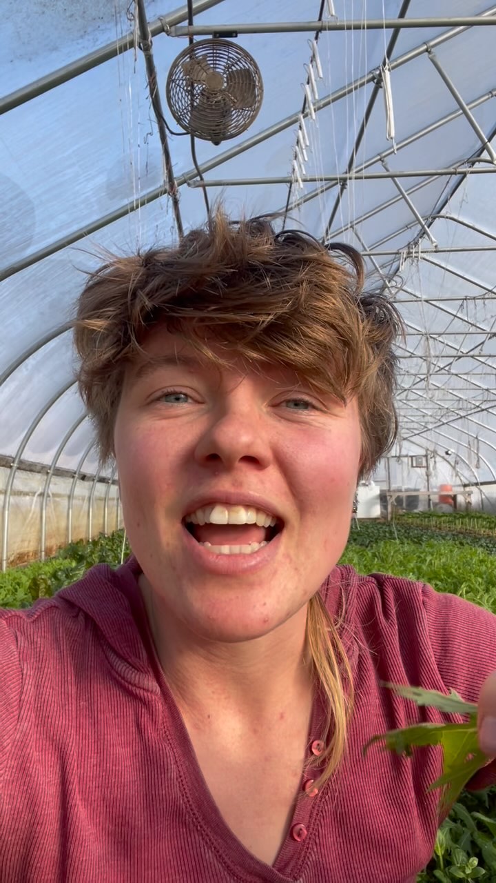 Sign ups are now open for our Veggie Club! No more CSA, just the online store. And now, by joining the Veggie Club and buying online store credit before the season starts, you can get up to 10% off all Mountain Cloud grown produce. Check out our bio for more details!