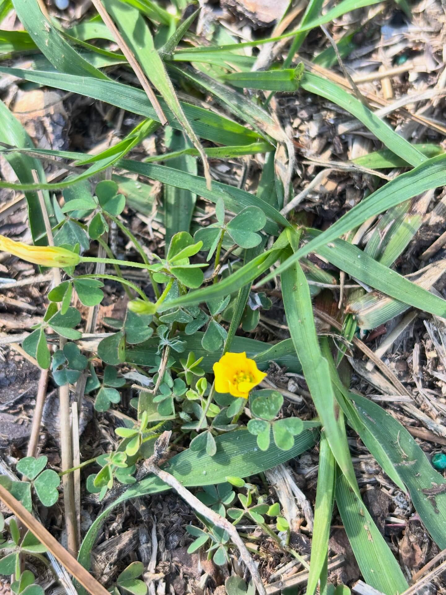 Today I’d like to invite you to notice the small things. The things that if you don’t slow down, you’re sure to miss. All these little beauties are in our back yard. Some are considered weeds, but to me they are little sprinkles of love, life and beauty. #nature #gratitude #noticethesmallthings #slowdown