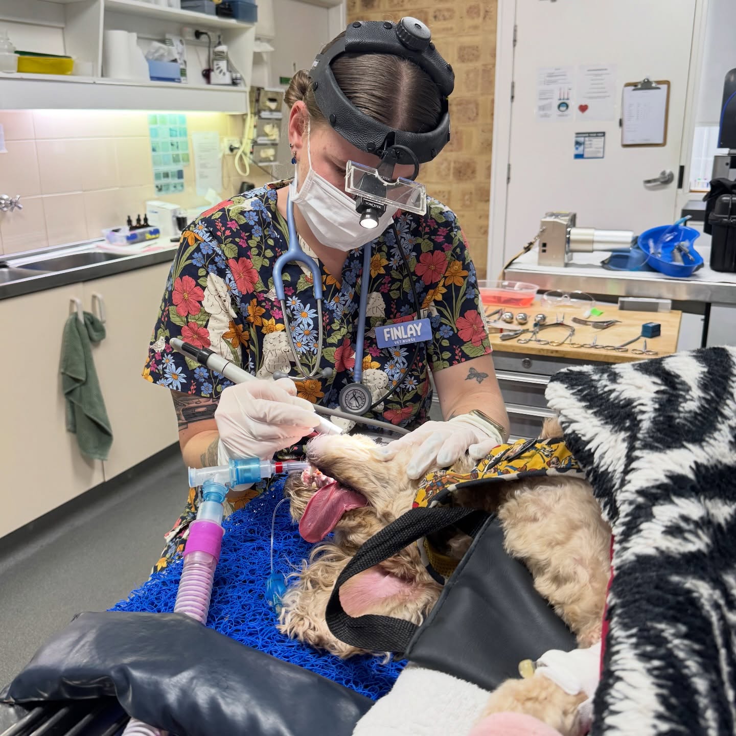 Nurse Finny giving Winston his pearly white smile back 🦷
Little Winston visited yesterday for a dental. After a thorough assessment under GA, Vet Sophie and Nurse Finlay were happy that his teeth were just due for a scale and polish. Swipe through for the before and after! With 80% of dogs aged 3 and over having some form of dental disease, routine scale and polishes remove plaque and tartar build up. This reduces the bacterial load in the animals mouth and prevents future periodontal disease.
❕ Did you know: We offer free dental checks! A vet will take a thorough look in your pets mouth (within reason, this can be difficult in some animals without sedation) and provide you with advice regarding their dental heath. Call us on 5445 5288 to book in your free dental check!