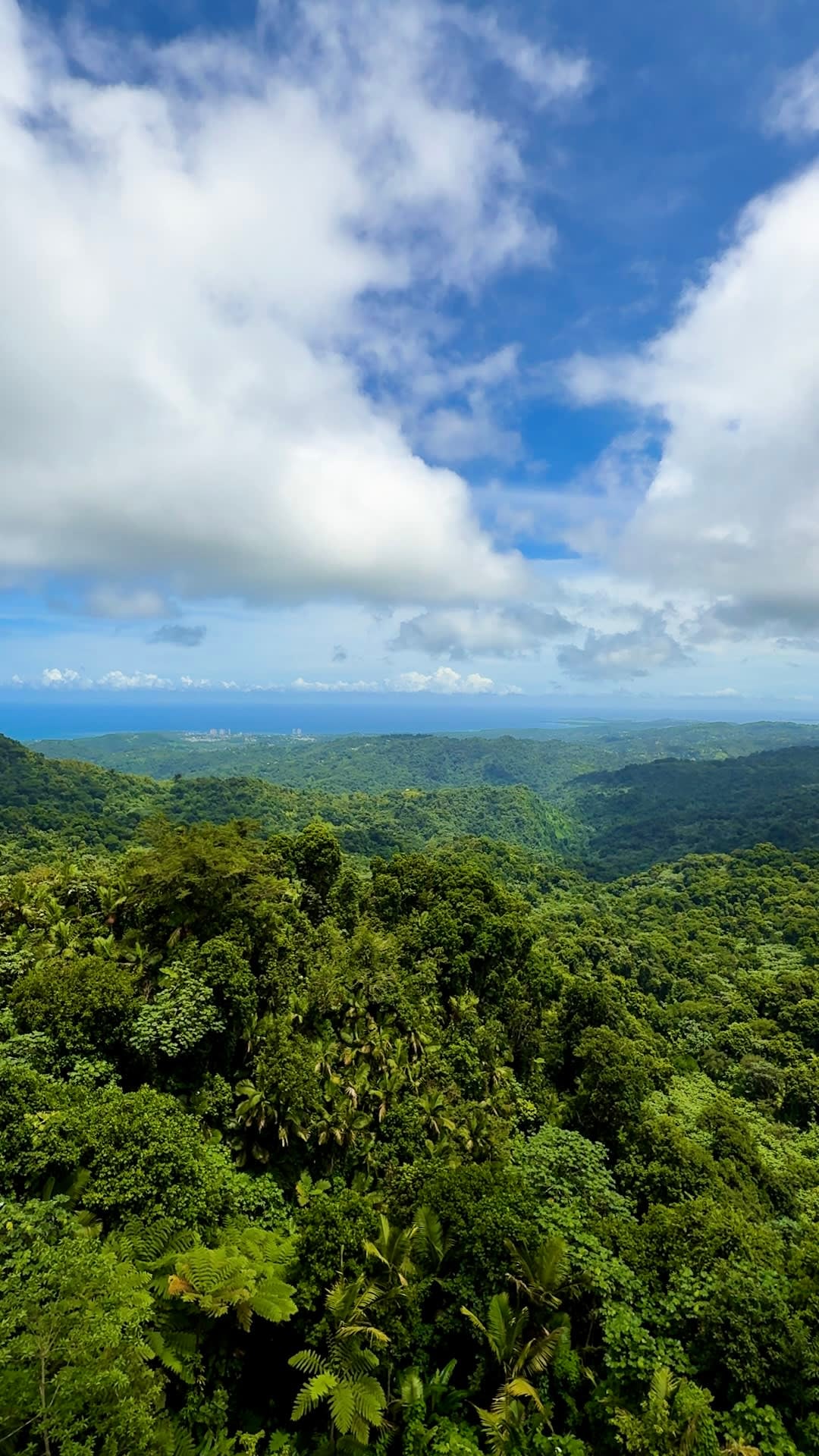 Trek to the top of Yokahú Tower and take in a view that stretches from rainforest canopies to the Atlantic’s endless blues — a moment of pure wonder in El Yunque’s lush embrace.