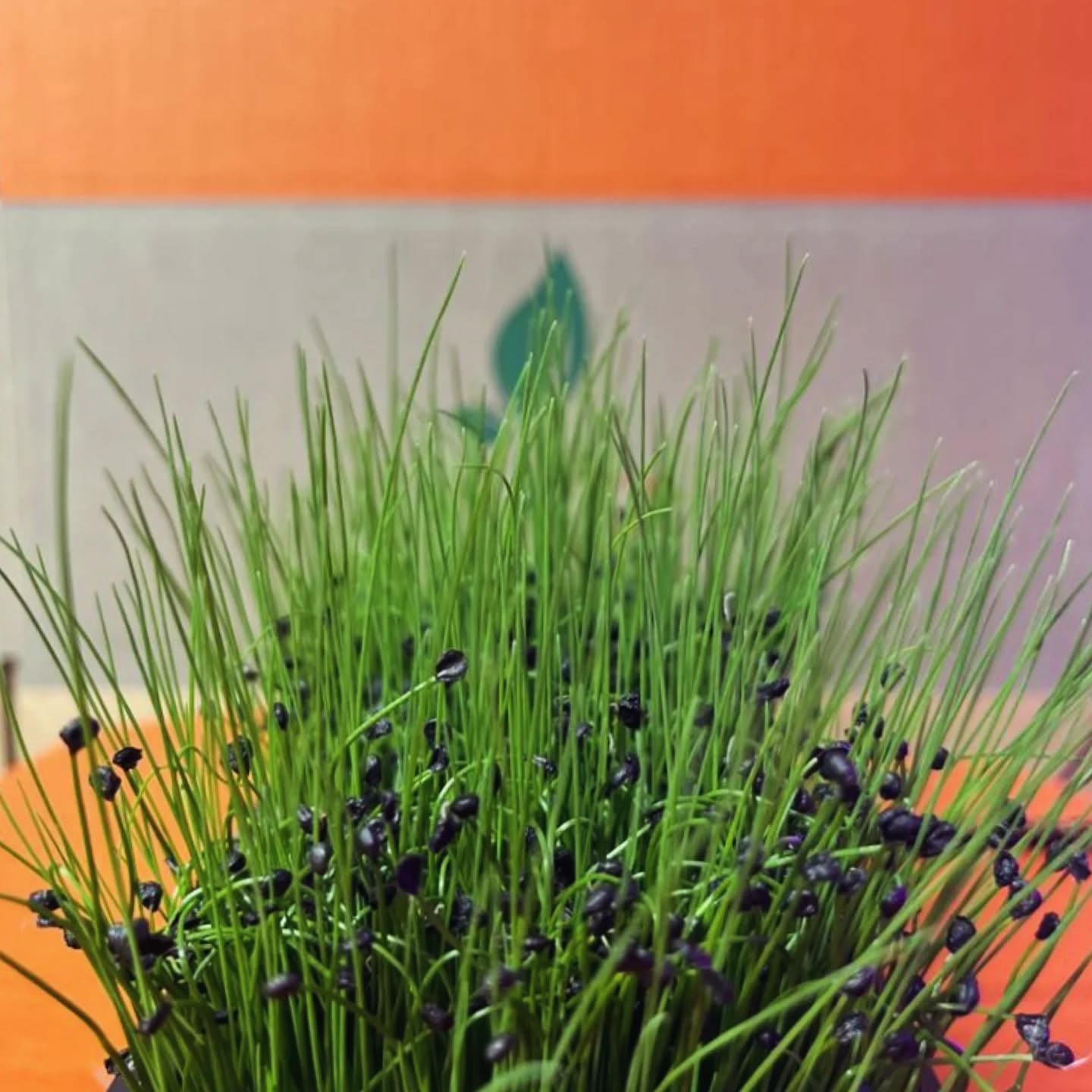 Your best choice 🌱
Dirt Free Microgreens 🌱
Athens Gourmet Leaves 🇬🇷 Greek Microgreens 🇬🇷 Packed and delivered as fresh as it gets all over Greece🌱
Eat your greens 🌱
#athensgourmetleaves #microgreensgreece #microgreens #gourmetcooking
Photo credit: Yiannis Giassemis