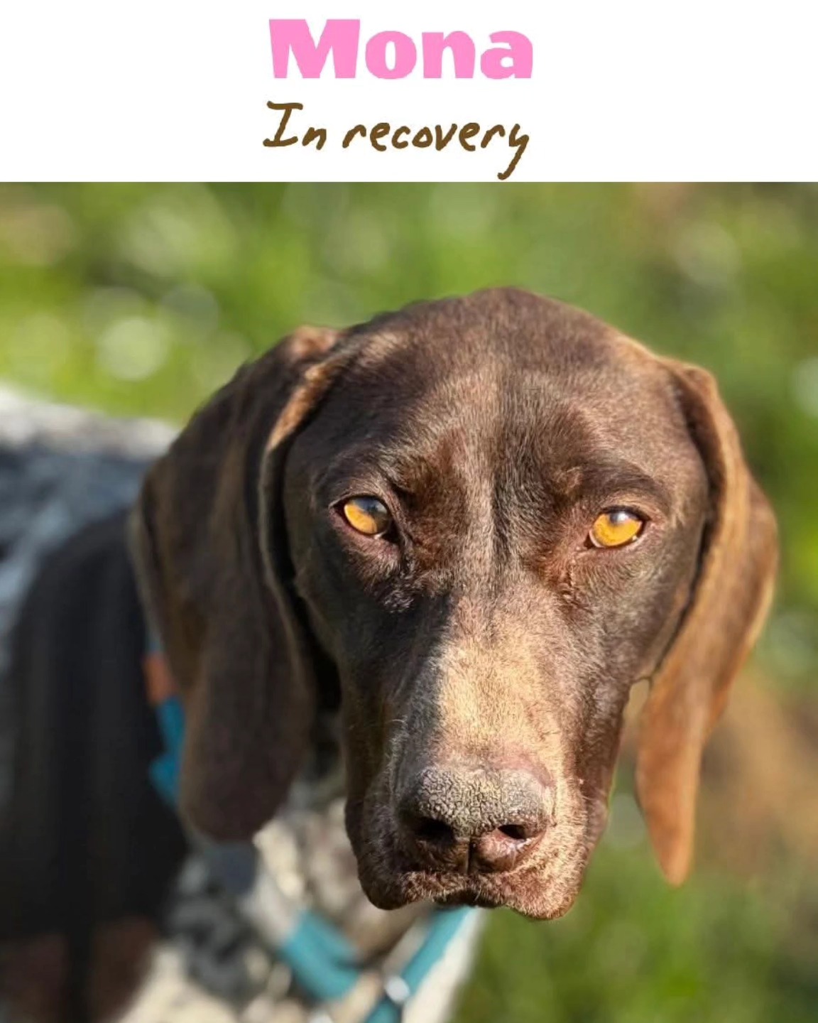 We want to thank you for your support
❤️🐾Y.M. Mol
€10,00
❤️🐾Y. Roossien voor Mona
€75,00
❤️🐾P.E.Beerman de Mann
€25,00
❤️🐾E.M.P.van Aarle
€20,00
❤️🐾J. J. Pieterse
€10,00
❤️🐾S. Schavemaker
€10,00
❤️🐾Rene Neuburger
€30,00
❤️🐾Noortje Noordermeer
€25,00
❤️🐾Nelly Mahu
€15,00
❤️🐾M.C. Klok
€5,00
❤️🐾Patty Lippits - Chartity auction March
€625,00
Thank you very much for your contribution💝
Contact via email: gsprescuehr@gmail.com
Website: https://www.gsprescuehr.com/nl/contact.
#dontshopadopt#gspoftheday #gspcommunity#germanshorthairedpointerlovers #germanshorthairedpointerlovers #pointerlovers #gspcommunity #pointerlove #germanshorthairedpointer #birddog #pointersofinstagram #gsprescue #gspworld #gsp #gsplife #gsploverig #gsplovers #gspsofinstagram #gspuniverse @lydia_lidach #rescuedog #rescuedogsofinstagram #rescuedismyfavoritebreed#deutschkurzhaar