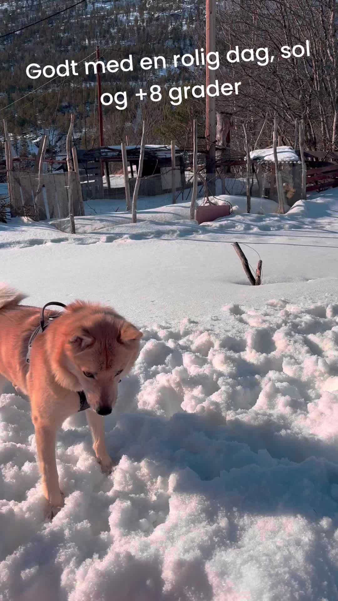 Her hos meg holder de på med å utvide fylkesveien - og det er mye støy hver dag fra kl 7 til 19.30 hele uka bortsett fra søndager. Heldigvis har det vært så kaldt at jeg ikke kunne vært så mye ute. Men i dag er det deilig påskevær - og ganske så rolig med veiarbeidet☀️☺️
