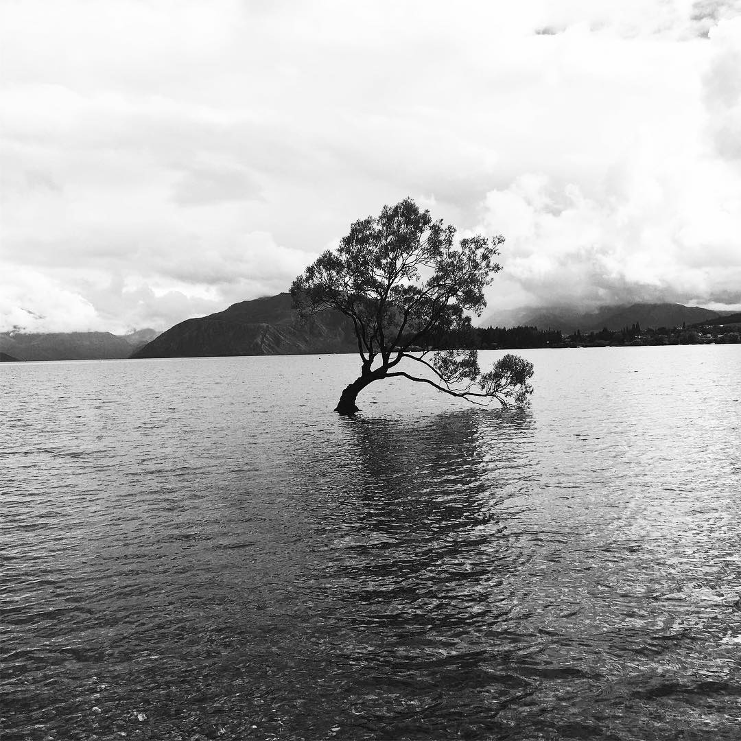 That Wanaka Tree