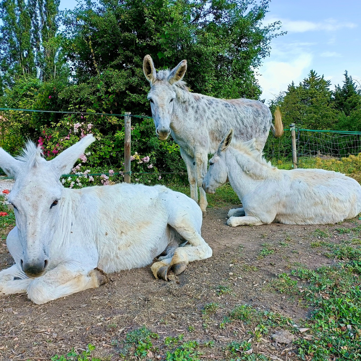 🌿 Quand l’authenticité provençale rencontre l’élégance d’un domaine d’exception.
#LieuDeMariage #MariageVaucluse #DomaineDeReception #WeddingVenueProvence #SouthOfFranceWedding