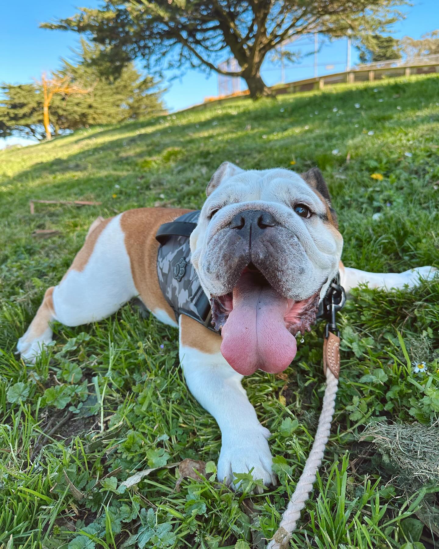 Hamilton getting his morning workout 🤎 #sfdogs #dogsofsf #dogwalkersf