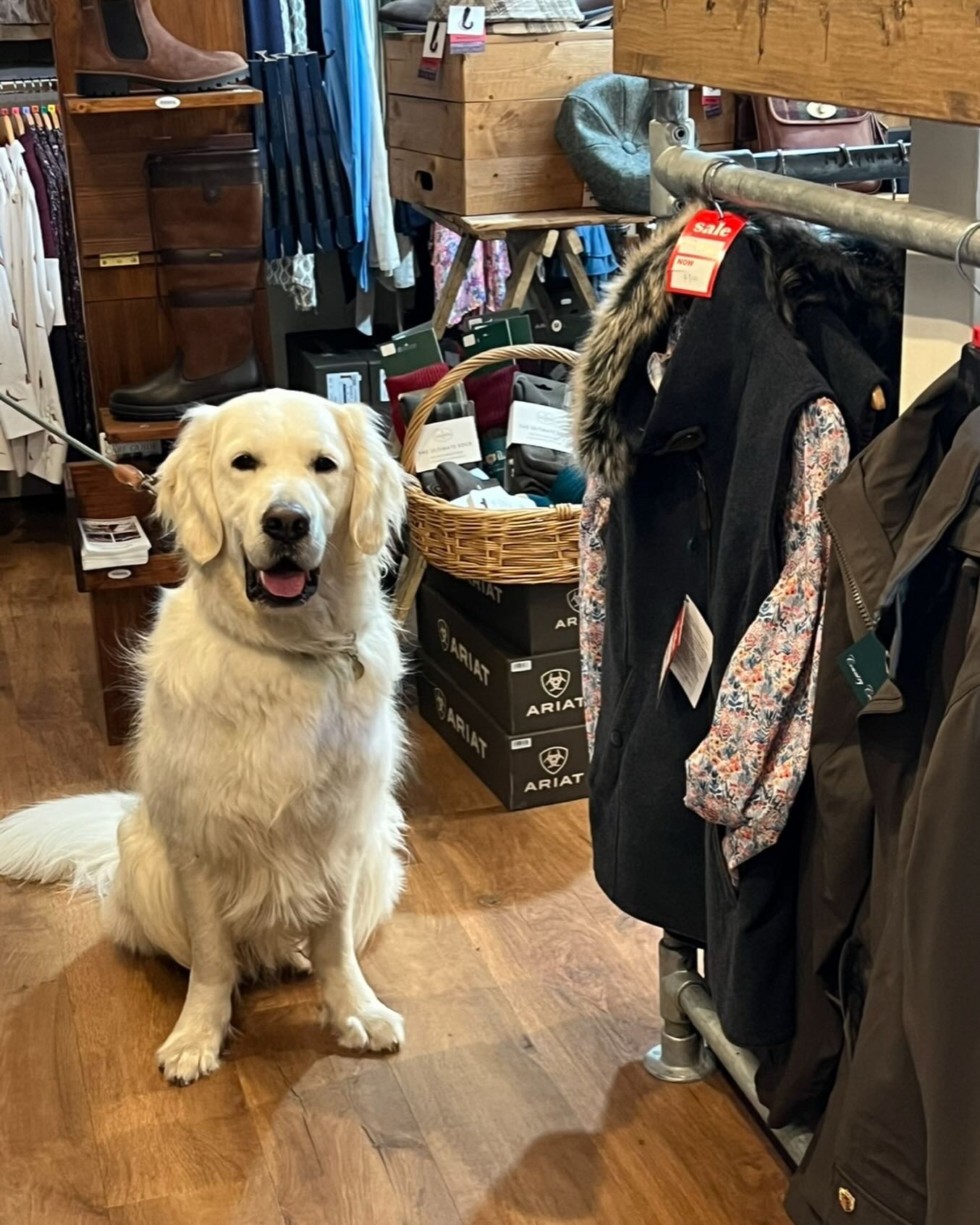 What a beautiful visitor at Henry’s of Moreton! 🥰
#welovedogs #visitthecotswolds #dogfriendly #happypets