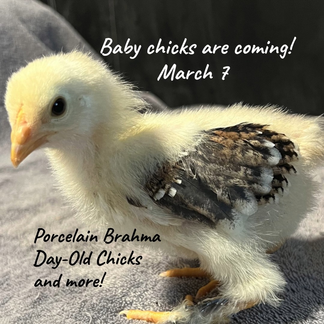 Spring flocks start here! March 7th! Baby Chicks Galore!
Get ready for our first hatch of the year! It will include Gold Laced Brahmas, Lavender Orpingtons, Barnyard Mix Straight Runs, and Porcelain Brahmas—our famous "Bubba Babies"! (Next hatch in April)
Secure your flock: Pre-orders are encouraged to ensure we have your preferred breeds available!
🛒 Reserve online: www.FamilyHeritageAcres.com
And, Don’t forget the eggs!
Our Chick Shack in Kelso is stocked with Farm Fresh Eggs daily from 10 AM – 7 PM. No pre-order is necessary for eggs—just come early and grab a dozen.
Pickup: The Chick Shack in Kelso.
For Directions: Email us at Chicks@FamilyHeritageAcres.com.
#farmfresheggs #HeritageChickens #LocalFarm #HappyHens #EatLocal #FamilyHeritageAcres #KelsoWashington #FreshEggs #ChickenFarming #SpringHatch #ShopLocal