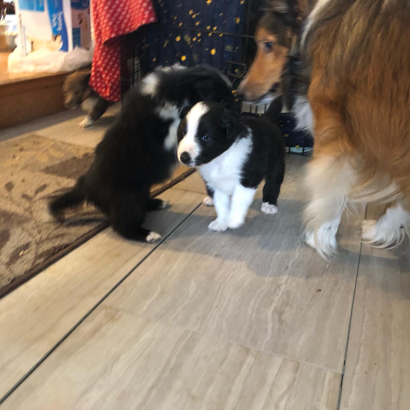 4 weeks old #sheltiesofinstagram