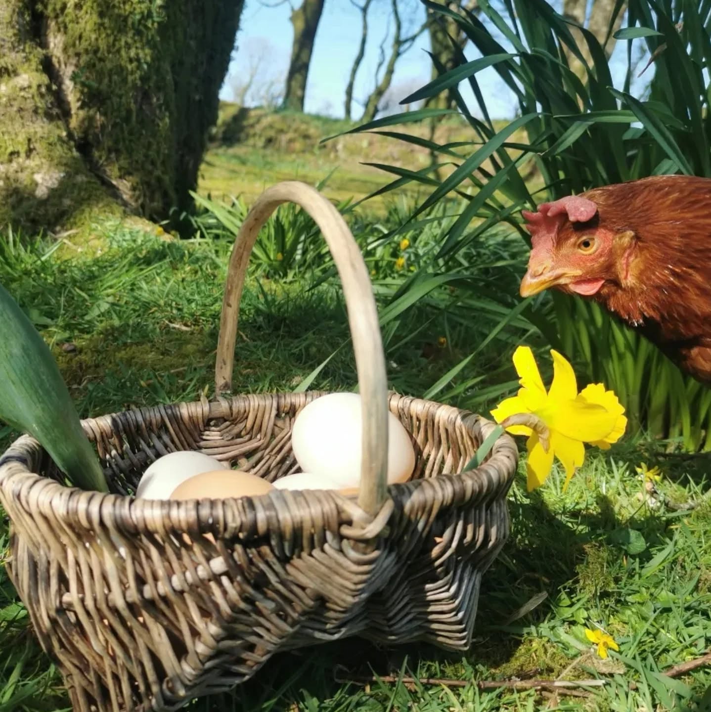 Our cottage is ready for egg hunts, family time & fresh air. Secure your Easter stay at our holiday cottage before dates fill up!
www.lowerwillsworthycottage.co.uk
.
.
.
#easterholiday
#holidaycottagesuk #dartmoorholidaycottage #holidaycottagedartmoor #dartmoornationalpark
