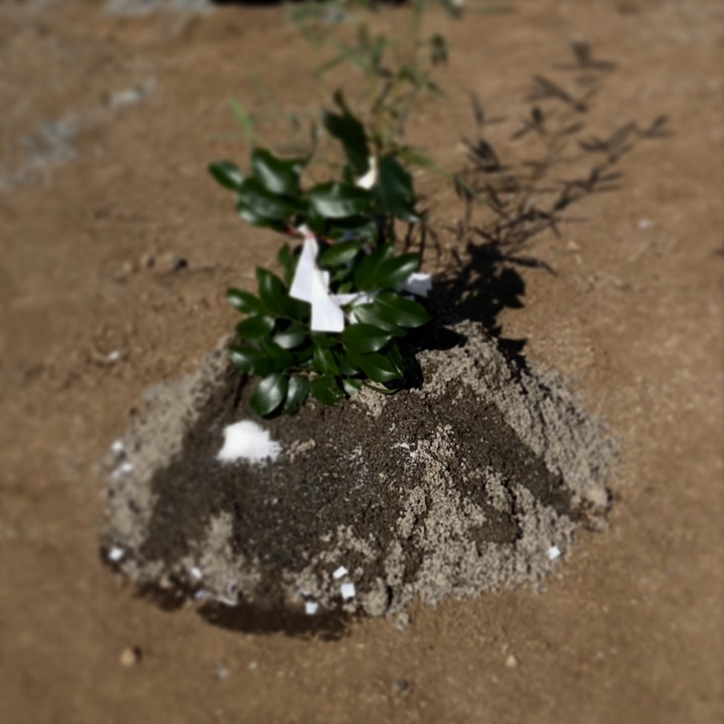 地鎮祭日和。
素晴らしい快晴に恵まれました。