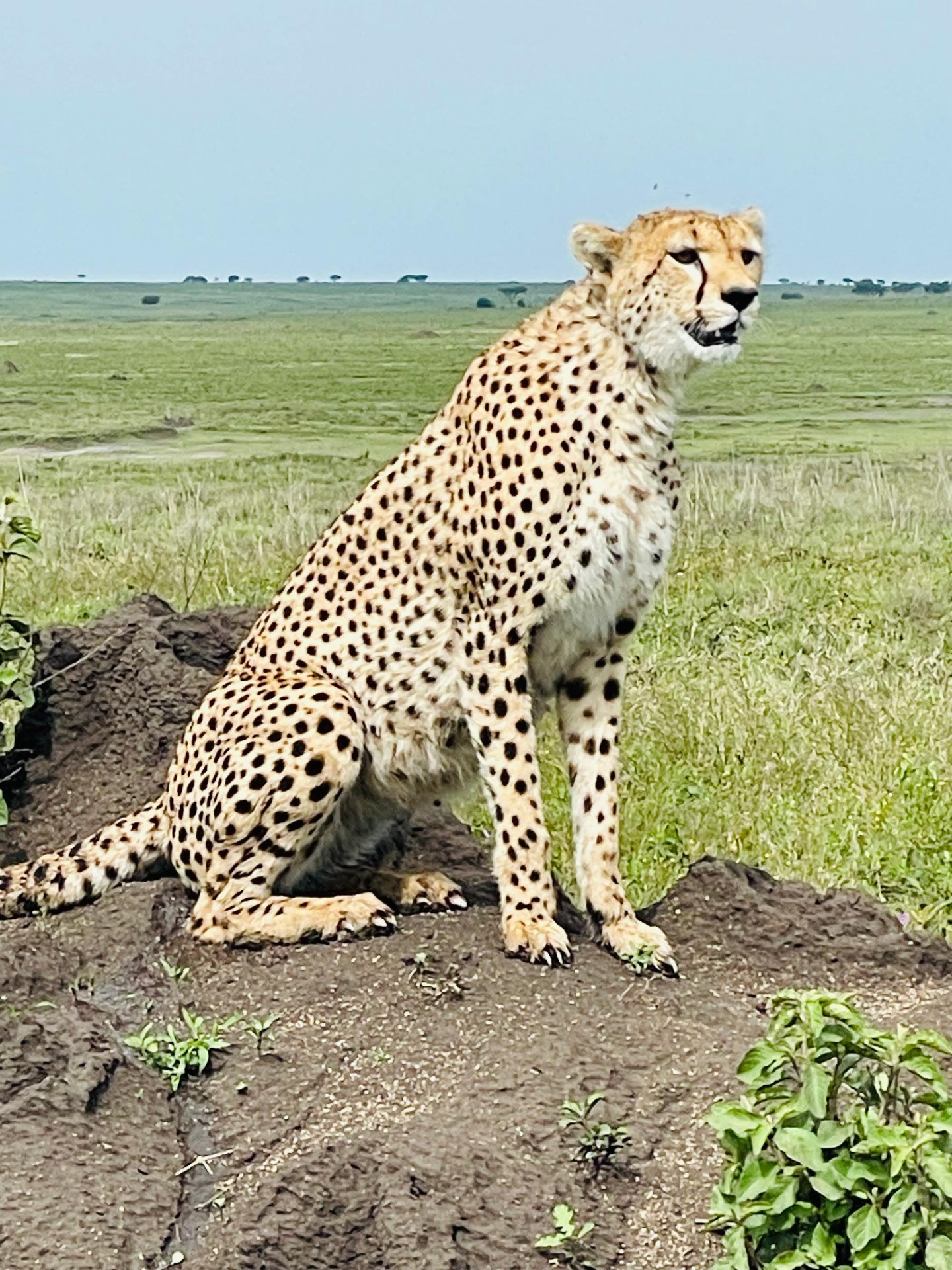 Spotted in the heart of Serengeti National Park
Green season (February) — when the land is alive, and the predator hunt begins.
With Planet Earth Expedition wonder of this land never ends.
www.planetearthexpeditions.com
#expedition #wildexpeditions #natures #tanzaniasafari #predator #traveltogether #naturetravel