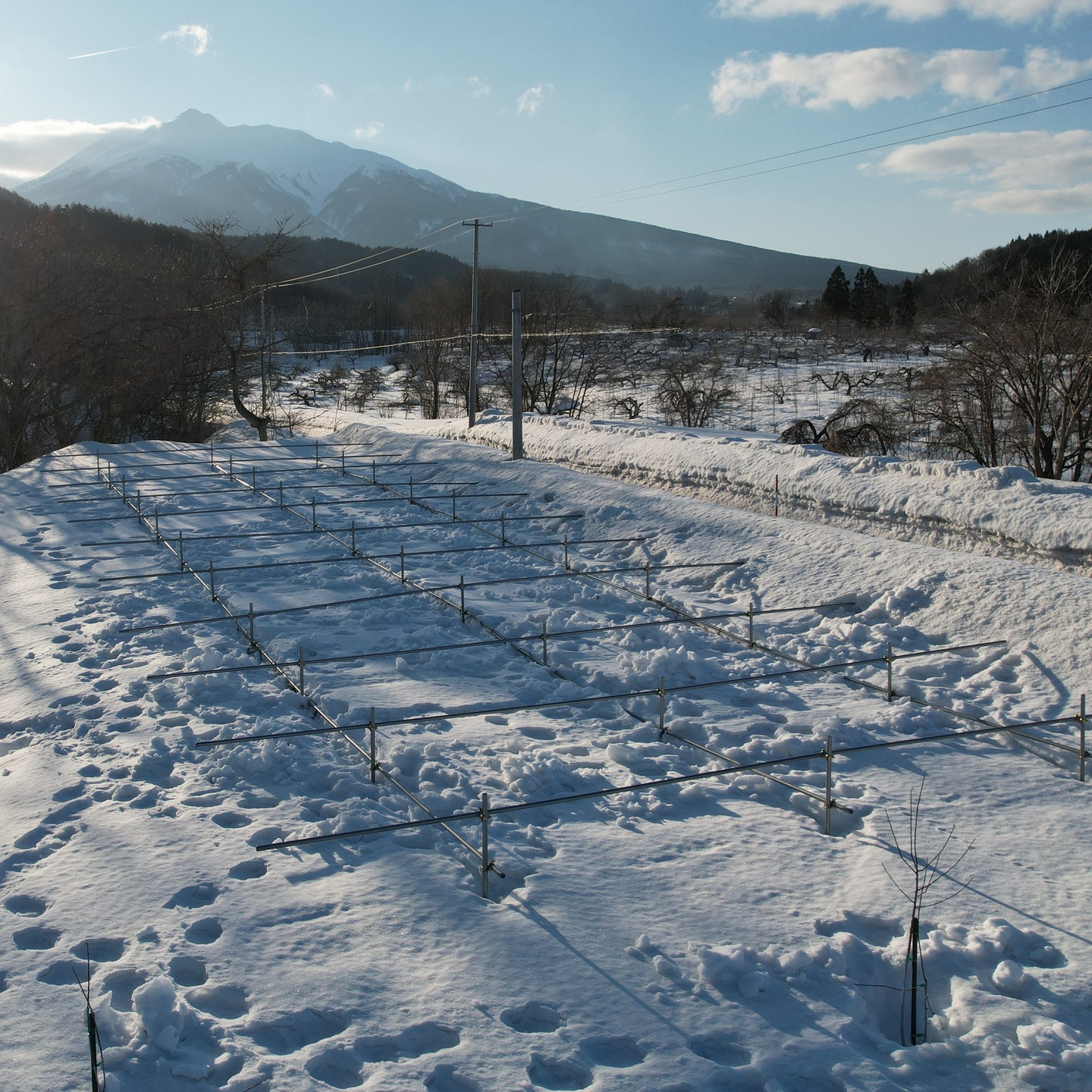 🍎🍏
【ブドウもサルベージ】
ブドウの棚も雪で壊れていないか確認。
雪で若干曲がっていたけど、掘り起こしたら大丈夫でした。
(木は完全に埋まっていましたけど)
施設モノ、雪で潰れたら結構ヘコむなぁ…。
(枝折れも大分喰らってますが…)
やれることを淡々とやっていきます。
■■■■■ジュース加工について■■■■■
2025年度の加工受付中です。
現在、ご予約なしでの持ち込み可能です。
お気軽にご利用ください。
受付・引取時間
平日 9:00~16:00
------------------------
【加工事前受付】
↓LINEページ
友達登録して、事前受付お願いいたします。
https://lin.ee/74LkMcf
------------------------
りんごジュース販売中!
・stores、ポケットマルシェにて販売中です!
https://tono-fruits-lab.stores.jp/
--------------------------
#津軽りんご加工センター
#りんご加工 #ジュース加工
#つがる果樹工房 #つがる林檎園 #stores
#ringofarmer
#東北 #青森 #弘前 #青森ライフ
#tohoku #aomori #hirosaki #aomorilife
#りんご #りんご畑 #りんご農家
#ringo #apple #りんごジュース
--------------------------
【農ナビ青森に取り上げていただきました】
https://www.nounavi-aomori.jp/start/publicity
#農なび青森
--------------------------
