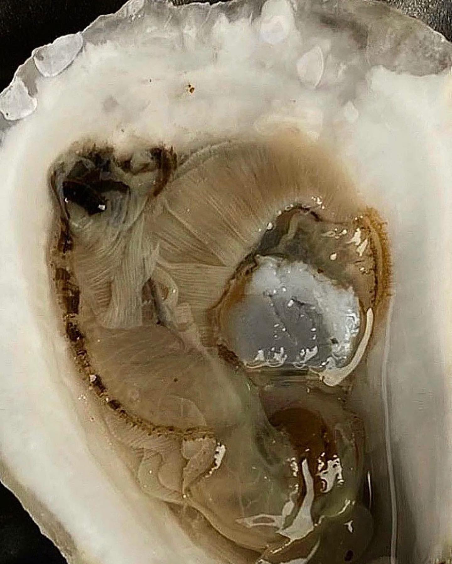 The texture and delicacy of an Oyster