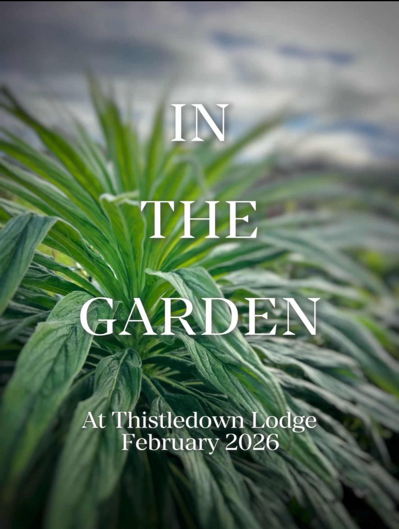 Spring is on its way … “ In the Garden this Month “ 🌷☀️☔️
•
1. Hebe Elliptica
2. New Zealand Iris
3. Sweet Box
4. Rosemary
5. Mossy Saxifrage
6. Heathers
•
#thistledownlodge
#garden
#hookpeninsula
#countrygarden
#visitwexford