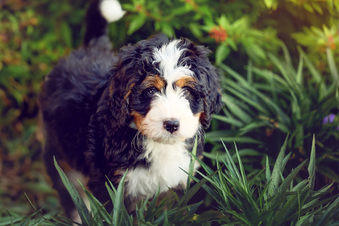 Before you get a Bernedoodle… read this.
Yes, they’re stunning.
Yes, they’re fluffy.
Yes, they are super popular.
But a Bernedoodle is more than a trend.
They are intelligent, sensitive, loyal. They thrive on connection. They need structure. They need training (as do all puppies).
They need families who understand that temperament matters MORE than coat color.
As a breeder, my job isn’t just producing beautiful puppies. It’s educating families.
It’s matching personalities. It’s being honest about strengths AND challenges.
Because the right puppy in the wrong home isn’t fair to anyone.
If you’re considering this breed, ask questions. Find a breeder who will give you time, patience, and real education.
Because when it’s done right, it changes a family for the very best.💝