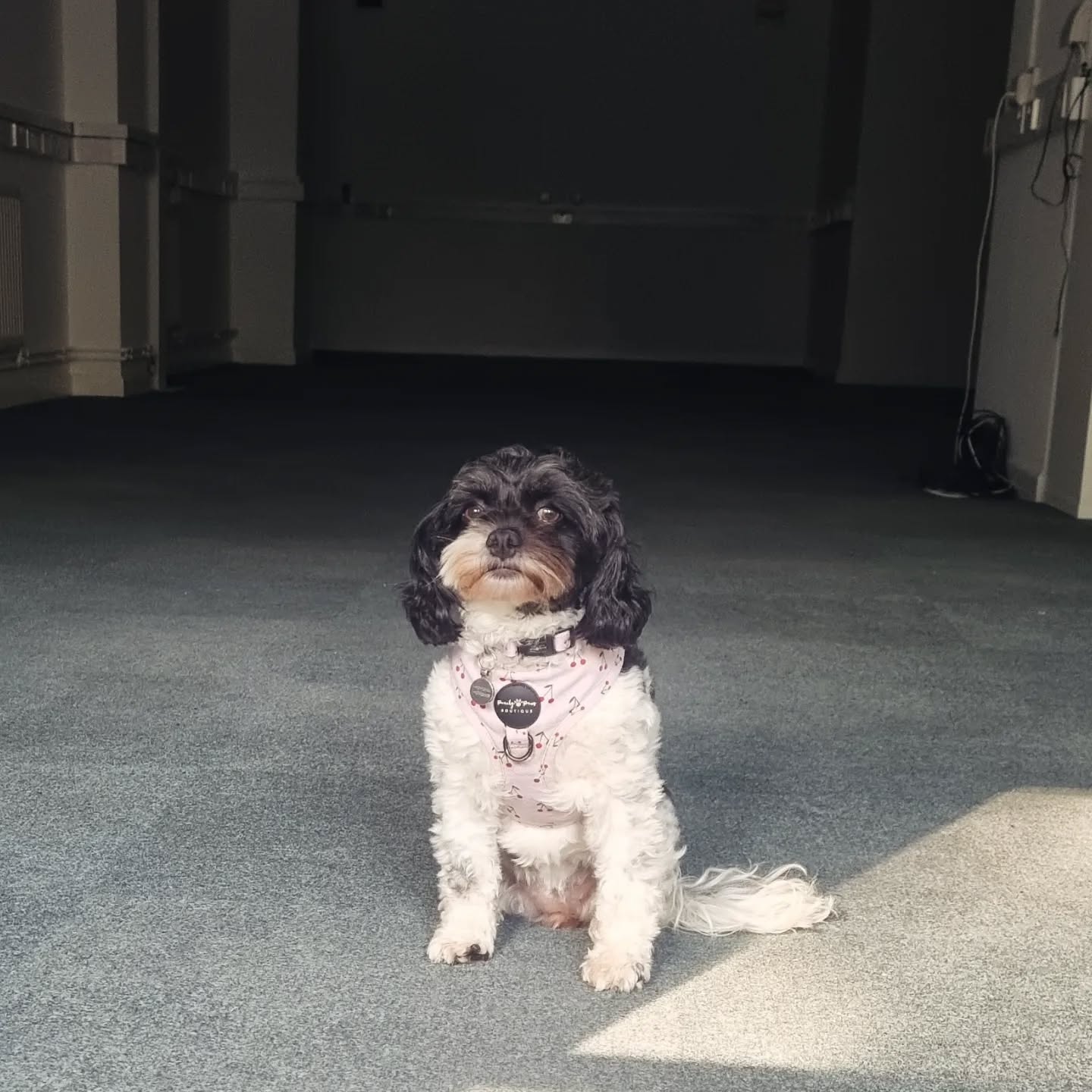 Coco is one of our most accomplished teachers. She knows when to play and when to rest. She loves everyone and is always kind. And, she has an amazing downward facing dog 🐕 ❤️
#bemorecoco #countdown #openingsoon #yogabanbury #banburyshire #banburytown