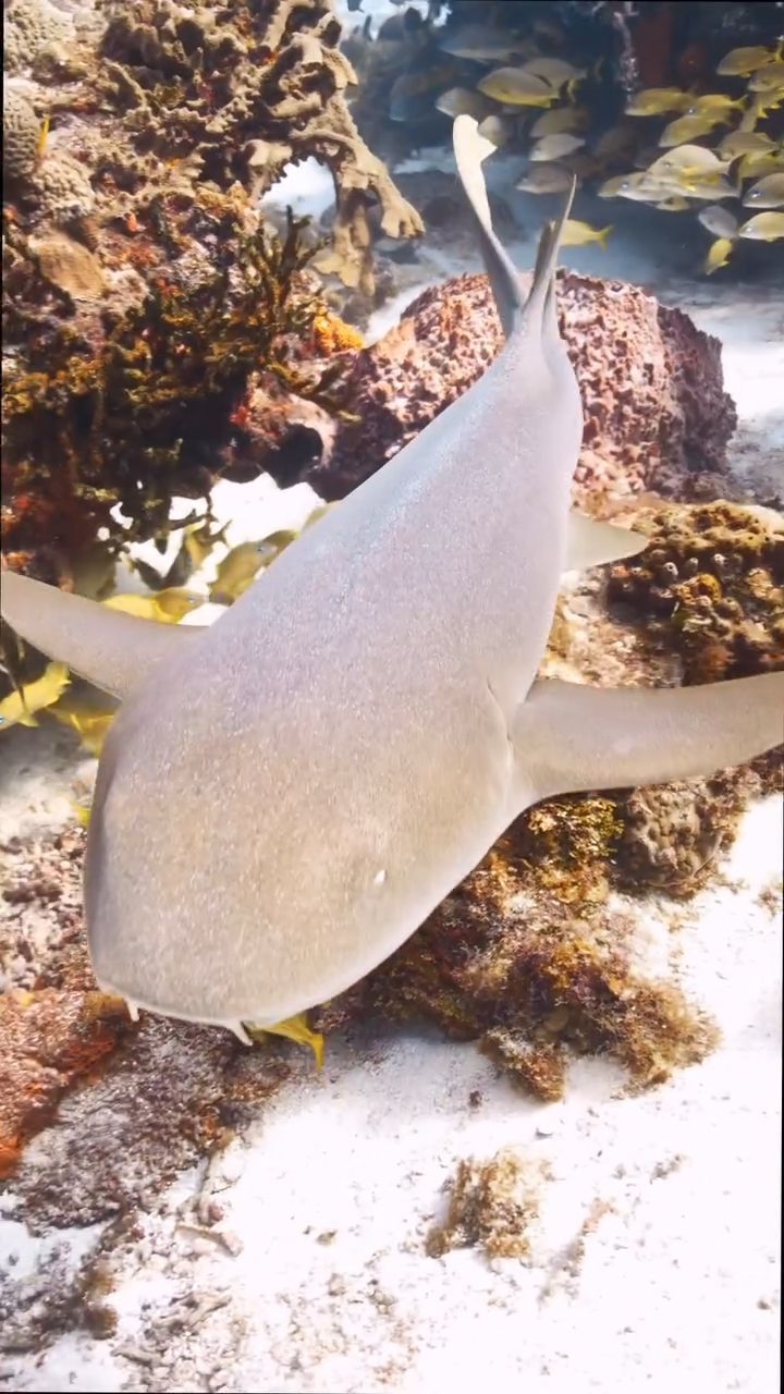 Eagle rays soaring through the blue, reef sharks cruising the walls, vibrant marine life in every direction — this is Cozumel at its best.
Diving in Cozumel is running smoothly, with full services, comfort, safety, and the world-class experience you expect.
If you’ve been waiting for a sign to plan your next dive trip… this is it.
Come explore the magic below the surface with us.
Adventure is waiting. 🤿💙
#aldoradivers #scubadiving #cozumel #cozumeldivers #cozumelisland