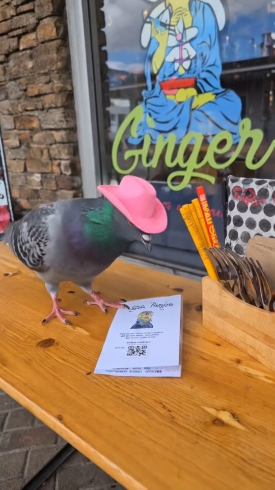 OG Karaage or Pork Belly?
#whitianga #dinnertime