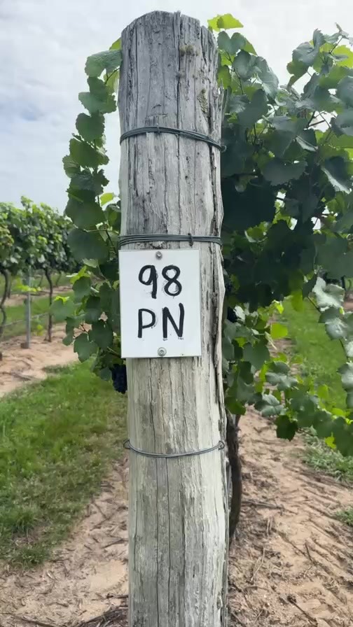 Pinot Noir coming off today! #megalongcreekestate #singleestatewine #pinotnoir #familyownedandoperated #lovelocal