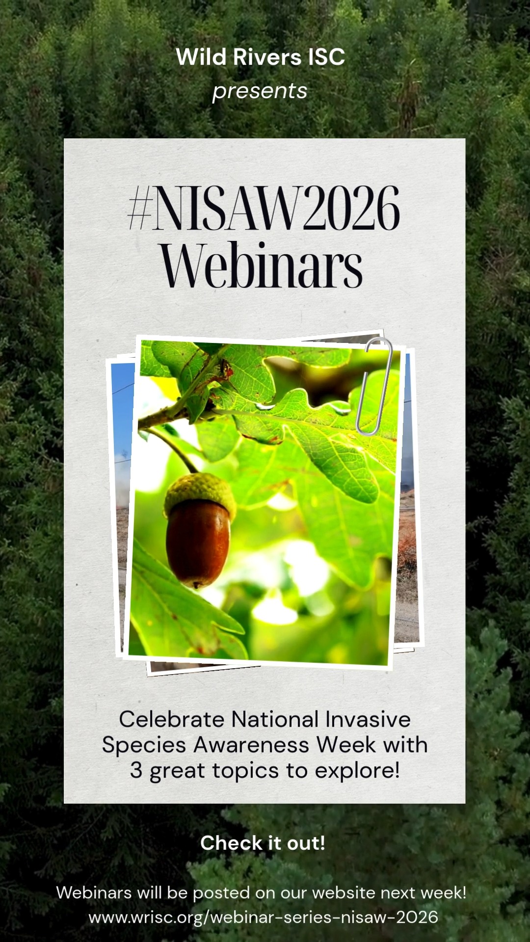 National Invasive Species Awareness Week is coming up fast!
In addition to the great resources being shared by our partners, WRISC is celebrating with three online webinars!
These webinars are put together by our amazing technicians and key staff and include a variety of topics. Keep an eye out for the links we'll be sharing next week during #NISAW and be sure to check out these informative talks!
Also, don't forget to RSVP for our HWA Training in Menominee, MI - happening February 24th!
#sneakpeak #invasivespecies #Webinar #naisma
