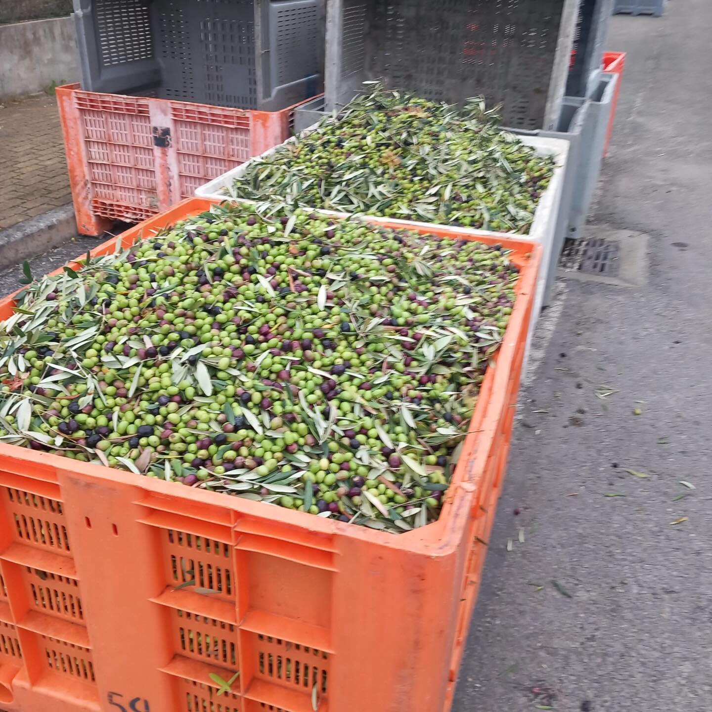 November 2025. Our annual harvest at Quinta da Marfenja.
Cold-extracted, stored in vats under regulated conditions, and scheduled for mandatory testing before bottling.
Small batch. Single estate.
One harvest cycle a year — and worth the wait.🫒