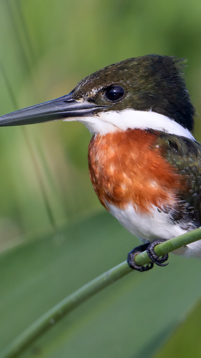 SAFARI FOTOGRÁFICO PARA MUJERES 🌷
-05-09/09/2026 Torres del Paine, Chile 𓃮✮
🔥ÚLTIMOS CUPOS!🔥
En los safaris fotográficos para mujeres nos sumergimos en plena naturaleza, afinando la mirada y practicando en el terreno.
Junto a guías expertos, biólogos y rastreadores nos adentraremos en lugares donde la fauna se muestra en todo su esplendor, aprenderás acerca del comportamiento de la fauna, su hábitat, geografía y la historia que la envuelve.
Guiándote en cada toma, verás cómo tus fotografías cobran una nueva fuerza. Tus imágenes mejorarán mucho más rápido en los Safaris que estudiando únicamente la teoría.
También descubrirás cómo transformar tu pasión en algo más grande. Compartiré contigo lo que he aprendido sobre la fotografía como profesión, cómo construir un portafolio con intención, aprenderás a darle valor a tu trabajo y explorar caminos para vivir de lo que amas.
Te beneficiarás adquiriendo mayores conocimientos fotográficos, mayores conocimiento acerca del comportamiento de la fauna, aprenderás a utilizar la fotografía como herramienta para generar ingresos, formarás fuertes vínculos con otras mujeres y tendrás una vivencia de vida que recordarás con mucho amor siempre.
Cada Safari es una experiencia transformadora para conectar con la vida silvestre y crecer fotográficamente.
Comenta safari y te envío más información ㅤ♡
#lacamaraexplora