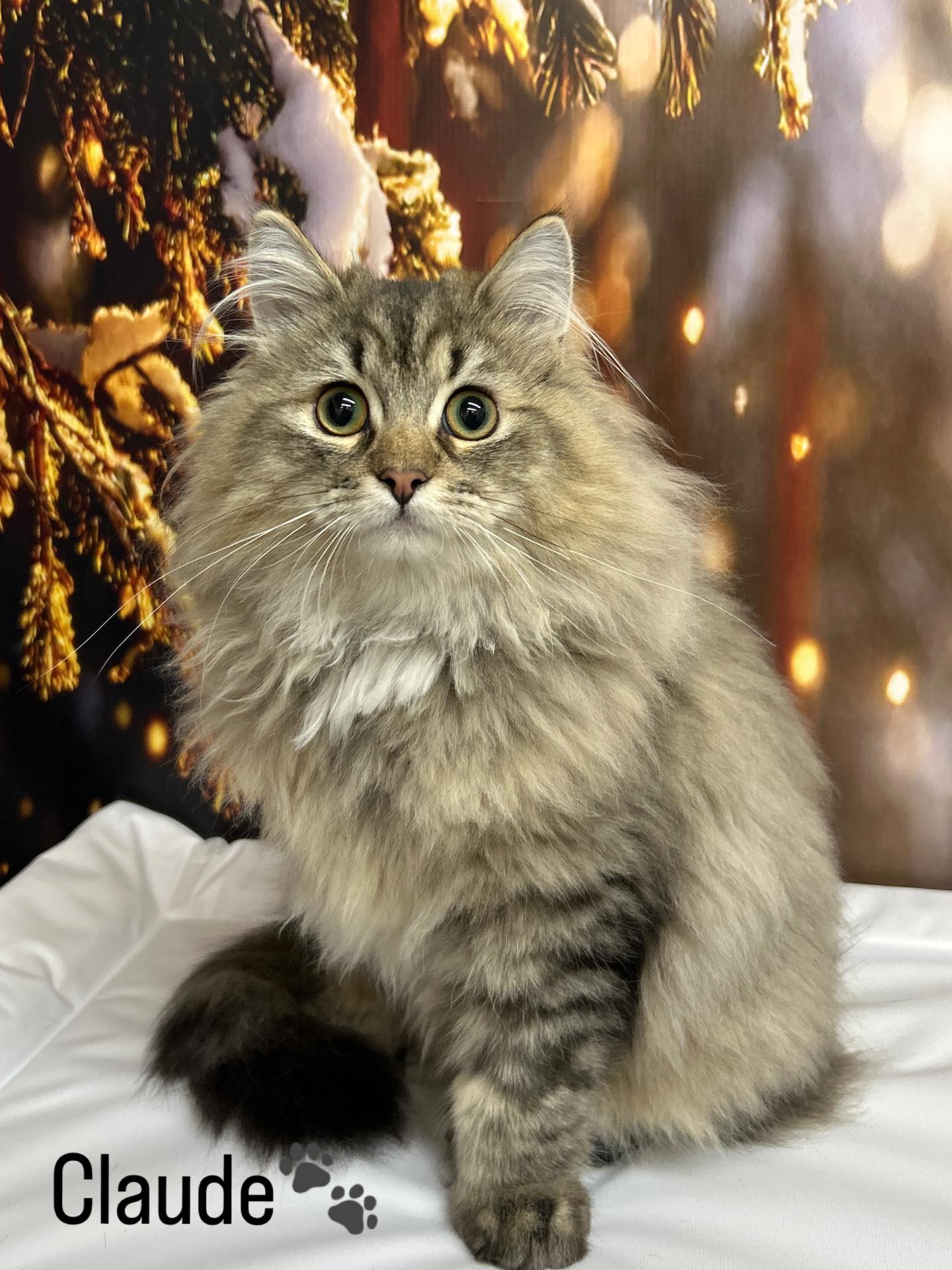 18/02/26 Although Claude isn’t a dog we do grooms cats here at Precious paws!, For his first visit here he did amazing ☺️ and everyone else is looking absolutely amazing for their photos 🥰🐾🐶
#cute #cat #cockerpoo #ragdollkitty #doggroomingtips🐾❤️🐶🛁