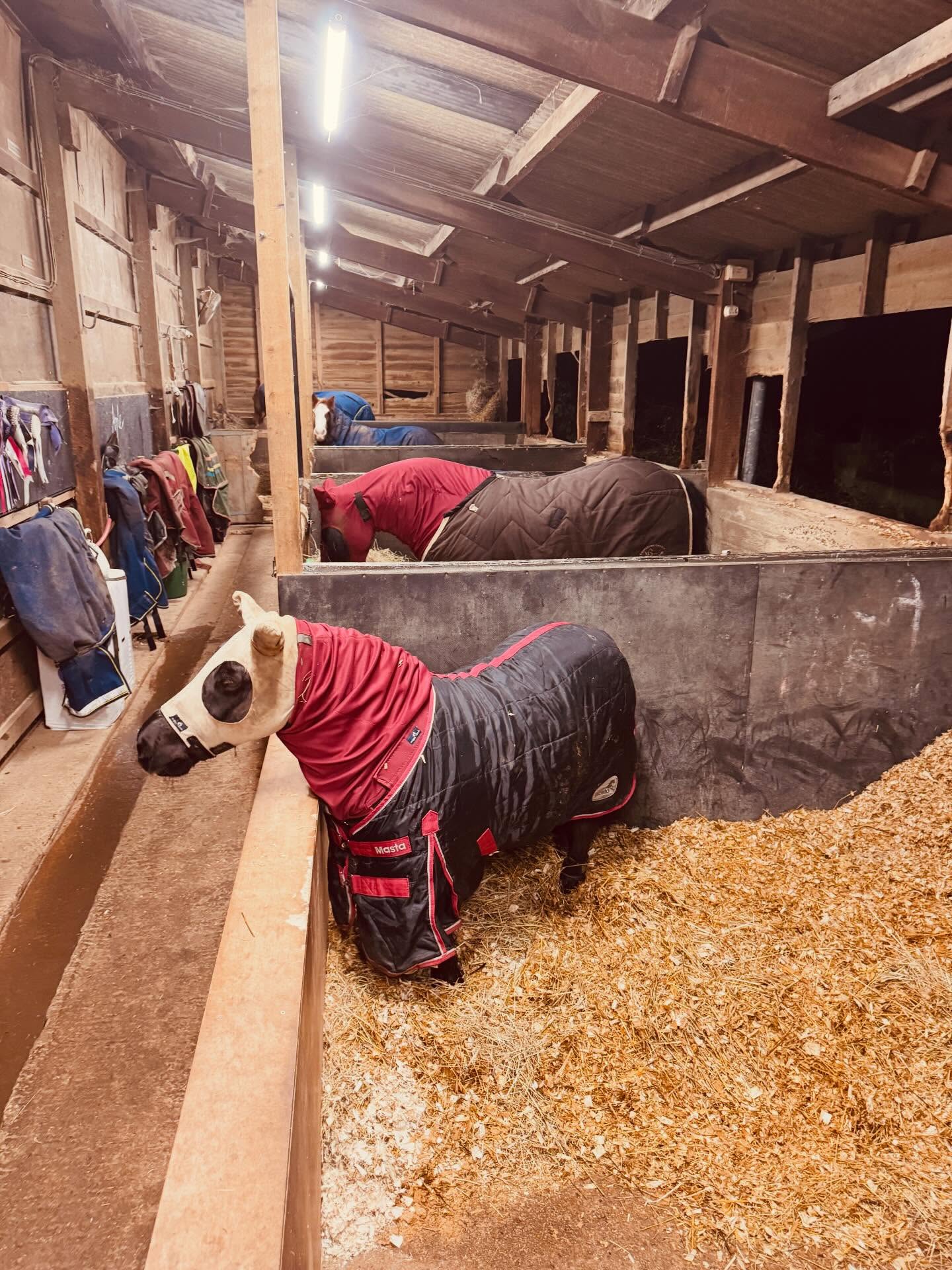 Bits and Bobs
@snuggyhoods keeping everyone clean and dry in what has to be the wettest and muddiest Jan and Feb we’ve ever had!!
Use #aligned10 to get 10% off of yours, I’ve used Snuggies for nearly 20 years and am so proud to be connected to them now and be able offer you some discount too