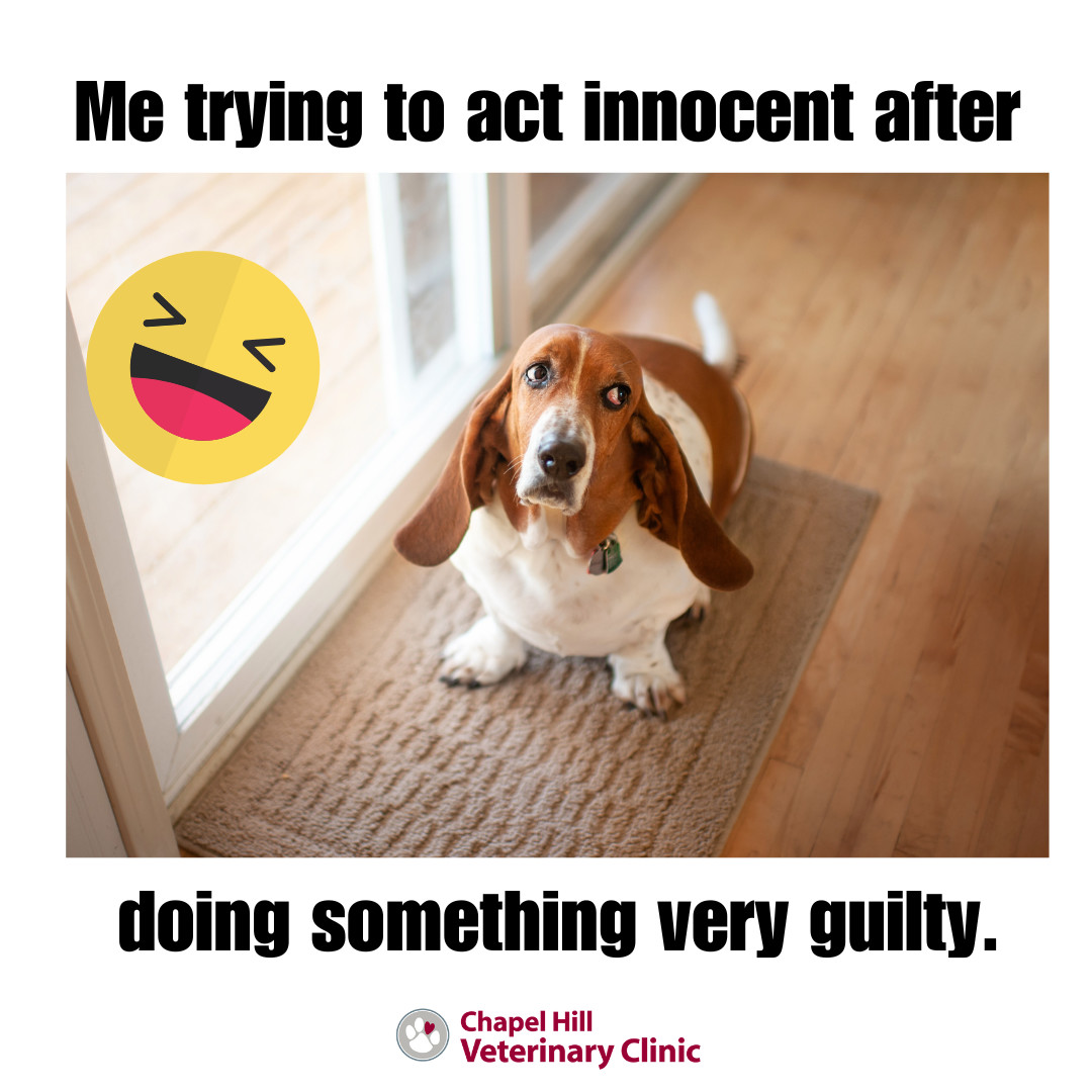 Drop a '😂' if your dog is a master of the 'innocent' look!
