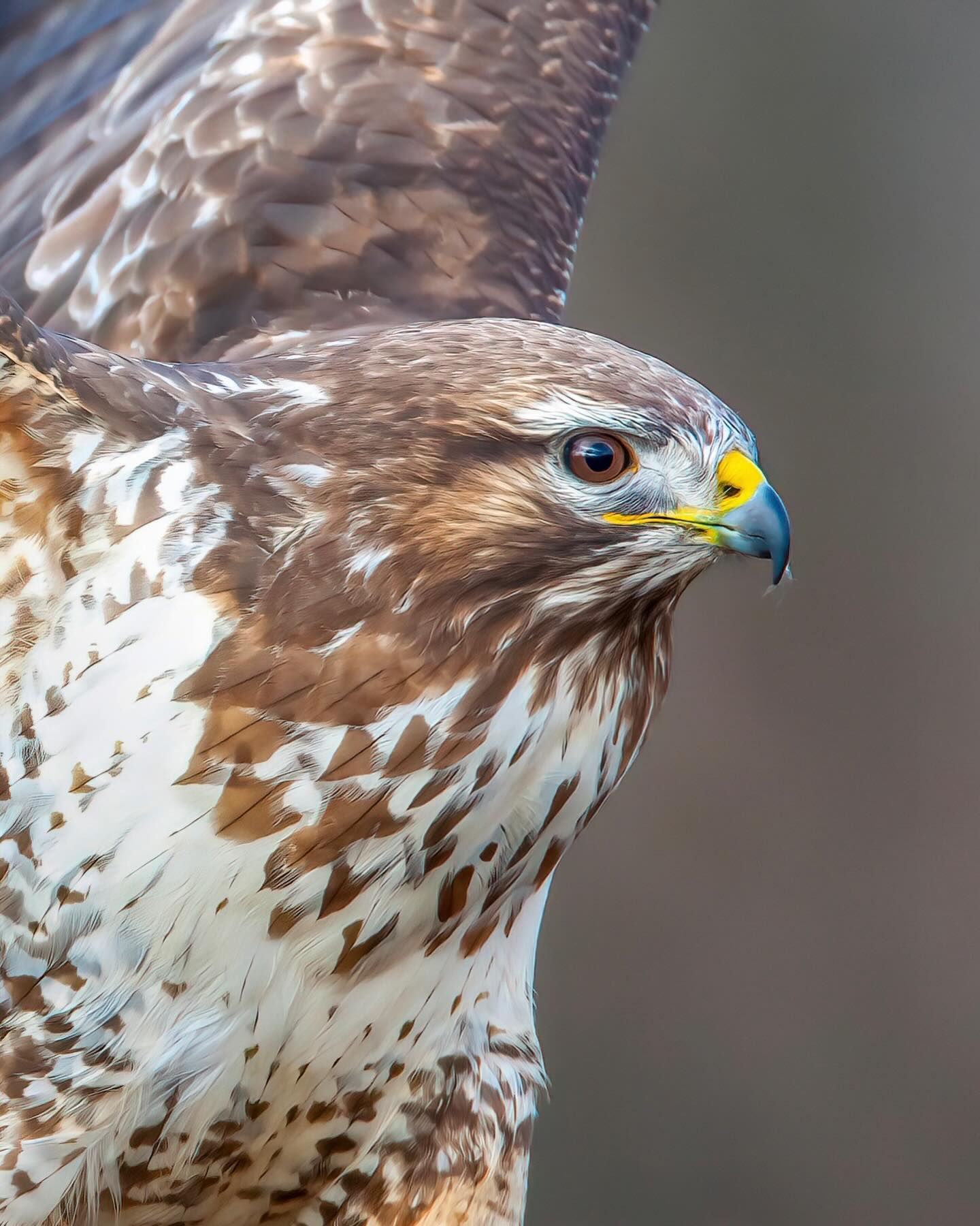 Mit 800mm Brennweite zuzüglich dem 1,4 Konverter kam ich im Winteransitz dem Bussard unglaublich nahe, ein besonderes Erlebnis in der freien Natur das ich so schnell sicher nicht vergessen werde.
#mäusebussard #bussard #buse #buzzard #poiana