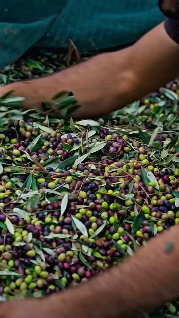 Mamidakis Estate aliejus vėl pas mus! 🫒
Riboto leidimo, ankstyvo derliaus organinis EVOO iš Kretos, sukurtas paminėti 40 metų Mamidakių šeimos atsidavimą alyvuogių aliejaus meistriškumui.
Už šio aliejaus stovi Anoskeli S.A. ūkis, įsikūręs Kolymvari (Chania) regione, vakarinėje Kretos dalyje. Pradėję kaip nedidelis šeimos alyvuogių malūnas 1985 m., šiandien jie jungia kartų perduodamas tradicijas su moderniausiomis spaudimo ir išpilstymo technologijomis.
Aliejus spaudžiamas iš rankomis rinktų Koroneiki ir Tsounati alyvuogių. Skonis – žalios žolės, pomidorų lapų, artišokų ir graikinių riešutų natos. Vidutinio intensyvumo, ryškus, bet subalansuotas.
Mamidakis Estate – premium linijos aliejus, turintis tarptautinius kokybės įvertinimus ir atnešantis tikrą Kretos gastronomijos dvasią ant jūsų stalo.