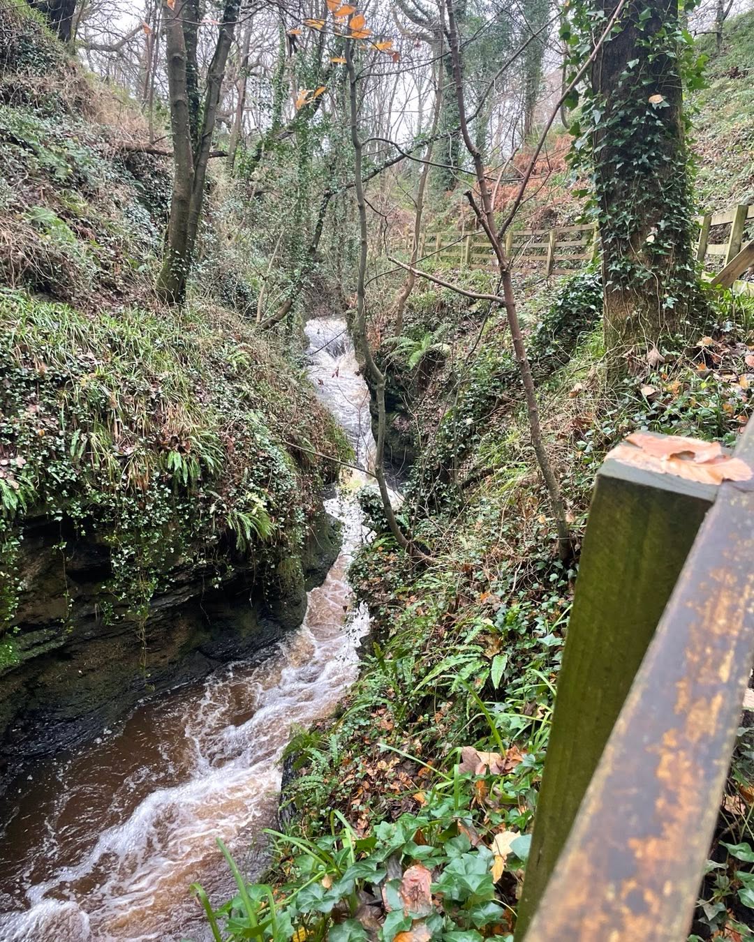 Walk, and tree planting, 12 to 2 in The Glen tomorrow 8 Dec with RBRA. Meet at Falls Hotel by the river at 12