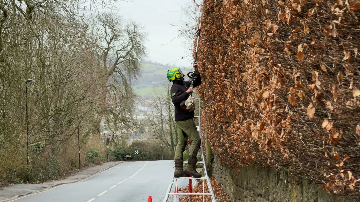 Today’s job was tackling this rather large Beech hedge 🌿✂️
We trimmed both sides and reduced the top, bringing it back into shape and restoring some clean, sharp lines. Over time it had become overgrown and uneven, so it was due a proper cut back to keep it looking smart and healthy.
Regular maintenance like this not only keeps hedges neat and tidy, but also encourages thicker, denser growth 🌱
All cleared up and left spotless as always ✅
#MJBGroup #HedgeCutting #BeechHedge #GardenMaintenance #SharpLines