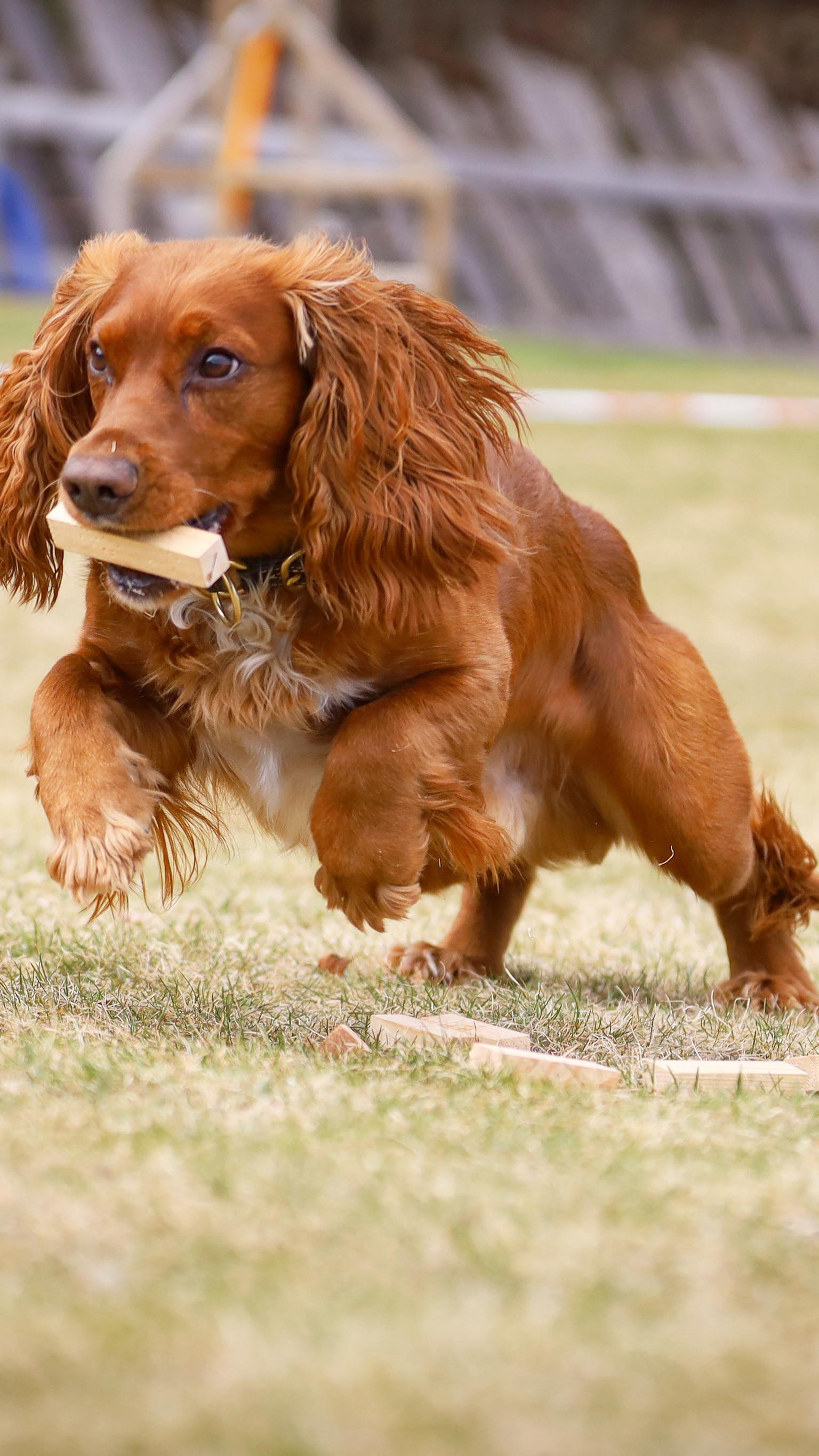 Det er åpnet for en ny gruppe med Gøy med hund ved avdeling Oslo!
Kun 2 plasser igjen 🔥
Her går vi nøye gjennom flere viktige grunnmomenter og ferdigheter som blir nyttige i all hundesport 💪🏼
Og ikke minst, gjør treningshverdagen enda morsommere 🤸🏽♀️🤩
🌐 Se mer og påmelding på Kustushund.com