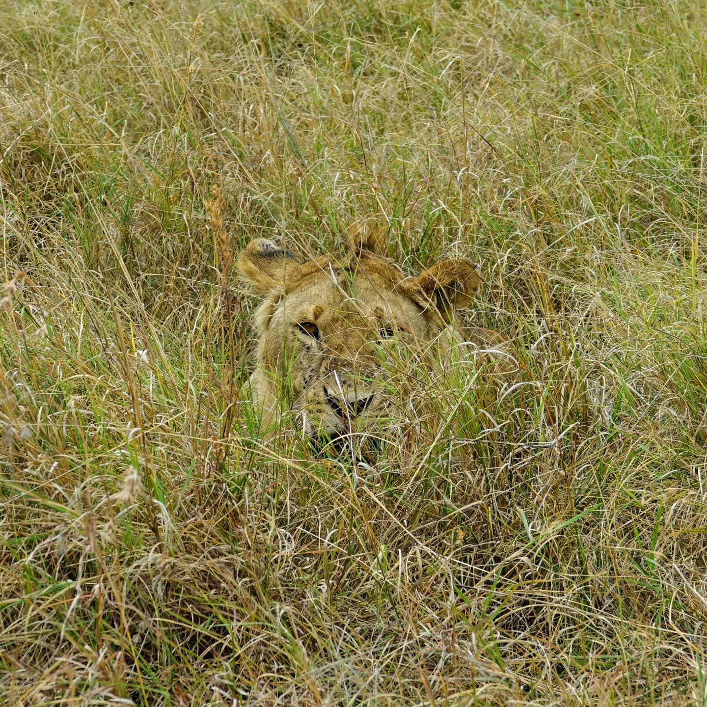 Finally started going through my 8,500+ photos from my two week #EastAfricaSafari and figured I'd start by posting the first lion we saw. I was so excited to see it, and obviously it wasn't even phased by me.
*
*
*
#gimpyglobetrotter #EastAfrica #Kenya #masaimara #KenyanHighlights #contiki #noregrets #BackontheRoad #adventure #safari #lion #travel #backpacker #nature #explore #neverstopexploring #neverstoptravelling #traveler #travel #instatravel #wanderlust #worldtraveler #animals #wildlife #bigfive #africa