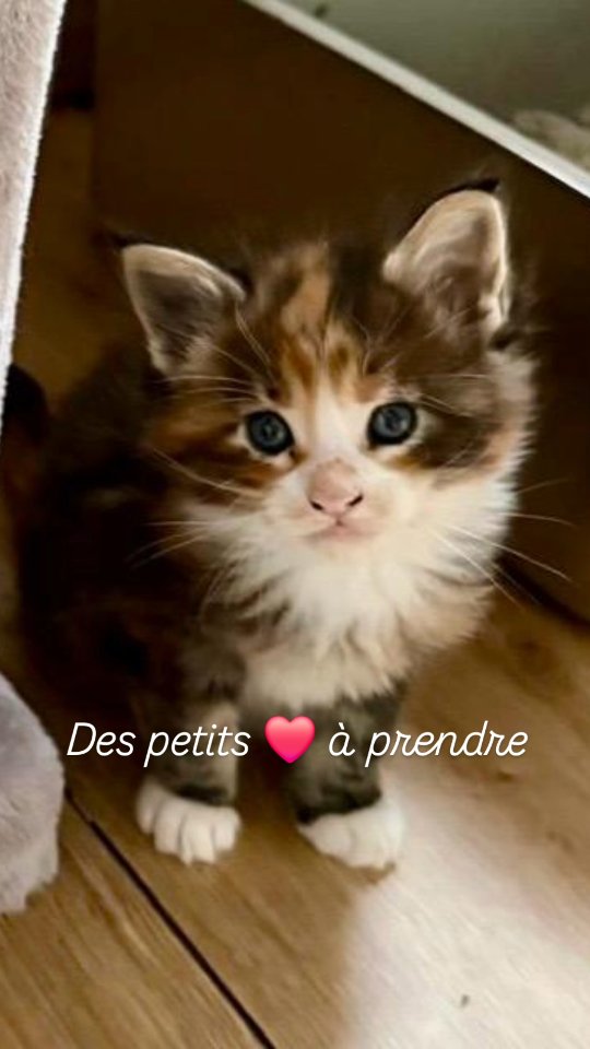 On commence à manger 😊
Maine Coons nés le 6 janvier 2026
Petits ❤️ à prendre 🐾
#mainecoon #amoureuxdeschats #chaton #instacat #kitten