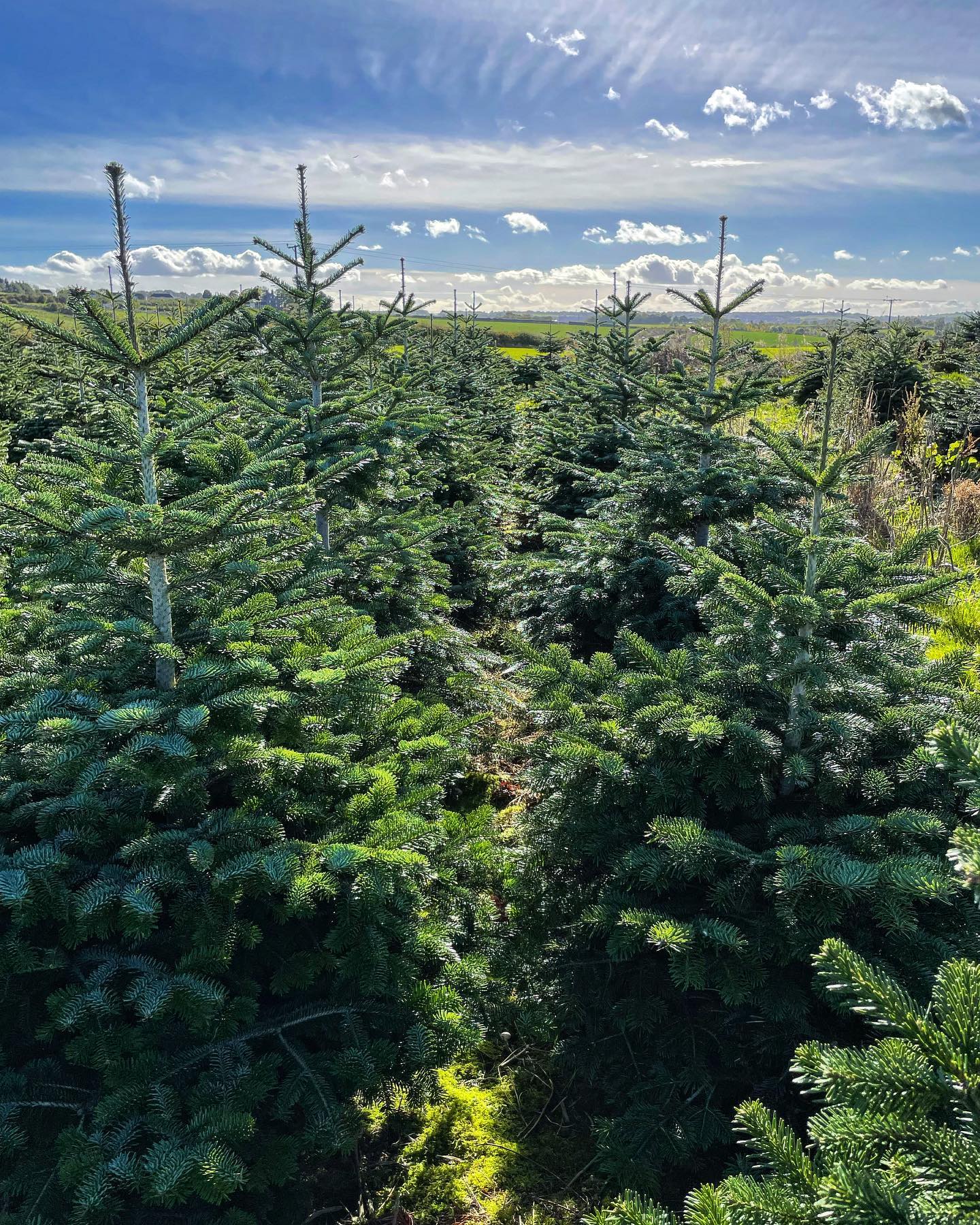 🎄Durham Christmas Trees are back for 2022, opening Friday 25th November🎄
🌟 Durham’s only Pick Your Own 🪚 Christmas Tree farm.
Our online booking system will go live on our website durhamchristmastrees.co.uk TOMORROW, Monday 17th October at 6pm.
🌟 OPENING DATES & TIMES 2022, 10.30pm - 3.30pm each day 🌟
🎄 FRIDAY 25th NOVEMBER
🎄 SATURDAY 26th NOVEMBER
🎄 SUNDAY 27th NOVEMBER
🎄 FRIDAY 2nd DECEMBER
🎄 SATURDAY 3rd DECEMBER
🎄 SUNDAY 4th DECEMBER
🎄 SATURDAY 10th DECEMBER - no booking required
🎄 SUNDAY 11th DECEMBER - no booking required
🌟 TREE PRODUCTS / SERVICES 2022 🌟
🎄PICK YOUR OWN plantation - Norway Spruce and Nordmann Fir. Dogs are welcome on a lead and refreshments will be available.
🎄FRESHLY CUT Nordmann Fir 5ft - 11ft, POT GROWN Nordmann Fir up to 6ft & Christmas Tree stands will be for sale
🎄CLICK AND COLLECT - message us with your requirements and we can choose the perfect tree for you
🎄DELIVERIES - starting from £5
Check out our website for further details durhamchristmastrees.co.uk
We look forward to seeing you all 😊🤞🏻🎄
#outdooractivities #locallysourced #freshlycut #pickyourown #PYO #durham #christmastrees #northeast #durhamchristmastrees #heughhallfarm #smallbusiness #christmasiscoming #nordmann #fir #norway #spruce