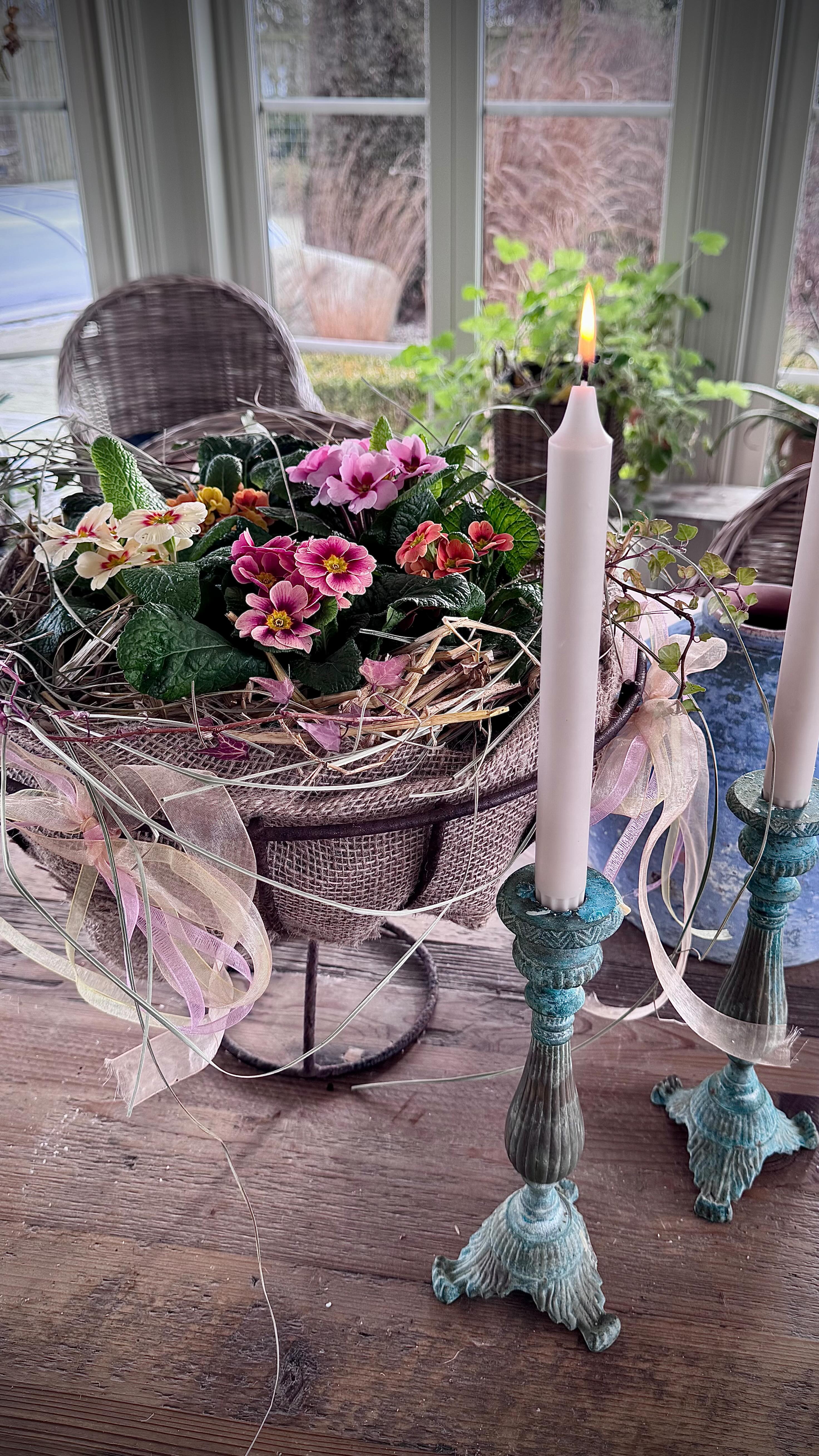 När solen skiner blir det extra go värme i orangeriet. Det blir vår inomhus, man får bara blunda på det vita som ligger utanför..men snart kommer plusgraderna har jag hört.🙏🏻
Här visar jag hur jag planterade mina primulor☺️
#primulavulgaris #jordviva #vårplantering #trädgårdsinspiration #orangeri