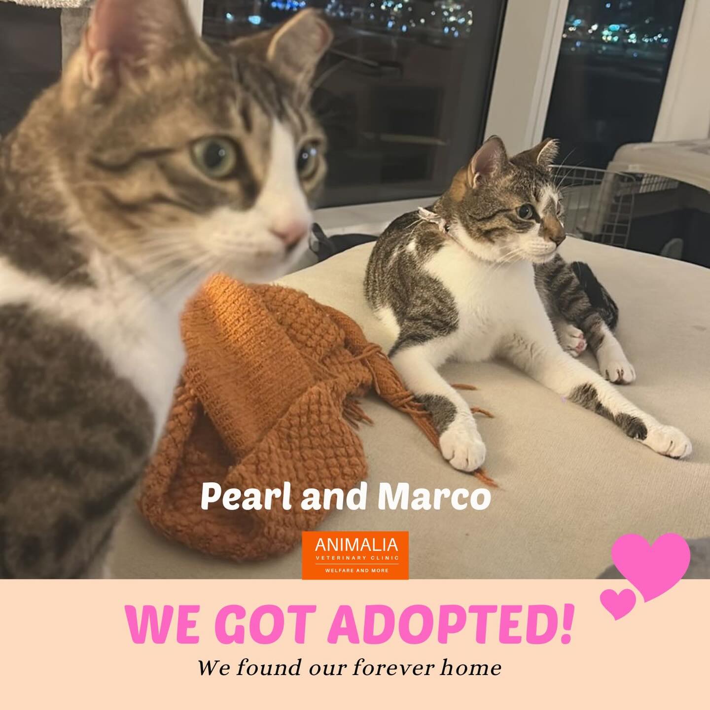 #adoptdontshop❤️ #animalwelfare #communitycats #cats #catadoption