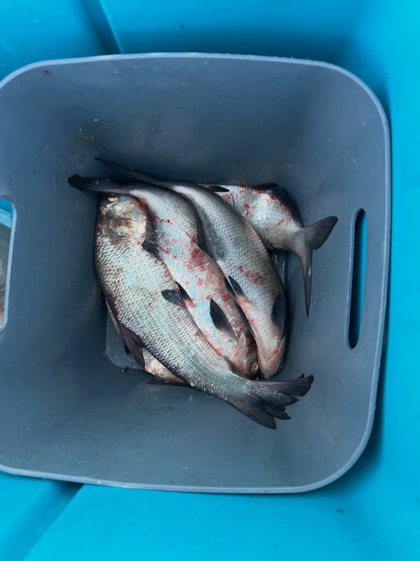 Fresh bait is KING 👑 but only if you can catch it!
We just dropped a new guide on the blog: Shad Gill Nets – Floating vs. Sinking. Learn exactly which net to throw to keep your bait tank loaded with prime catfish bait year-round. 🎣
📅 Spring Schedule Update:
The spring bite is right around the corner and dates are flying!
✅ March: Some availability left.
❌ April: Most Saturdays are ALREADY BOOKED.
Don’t wait until the bite is hot to book your trip!
🔗 Check out our website to read our blog and lock in your trip date.
#JamesRiver #Catfishing #FishingGuide #GooberTimeGuideService #ShadFishing FishingTips RVA VirginiaFishing CatfishBait