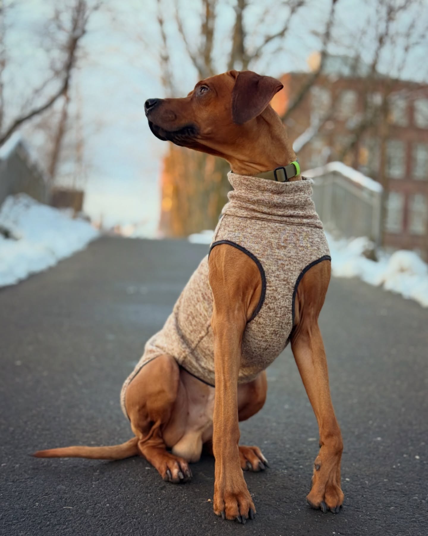 Hundesichtung! Da wird das Geradeausgucken und Zuhören zur Herausforderung 🐕 👀
.
.
.
#ridgeback #rhodesianridgeback #hundeliebe #mydog #cutedog