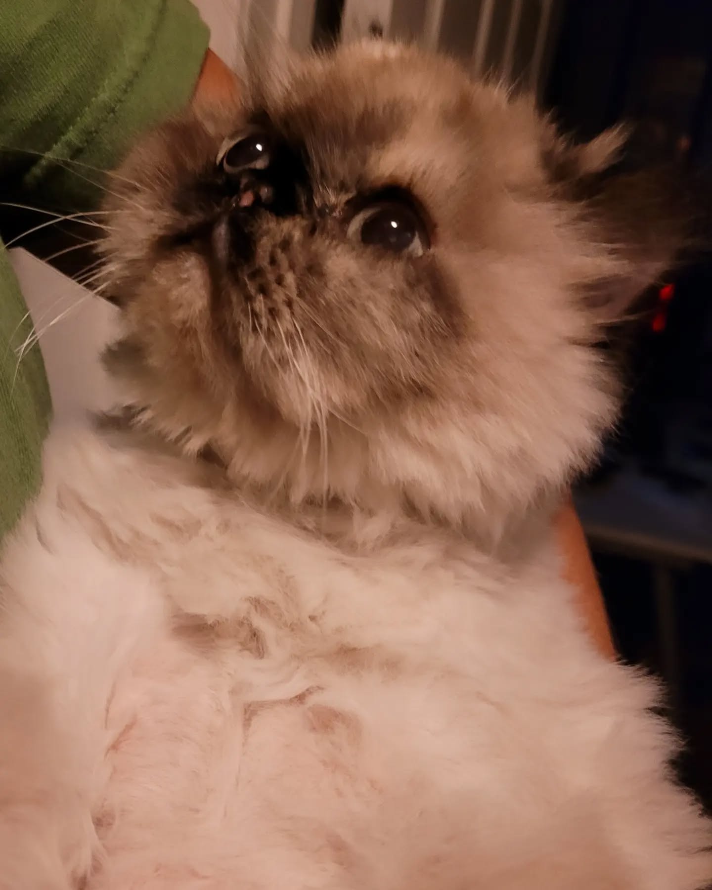 Looking after this cute little munchkin last week. Penny is a sweet heart!