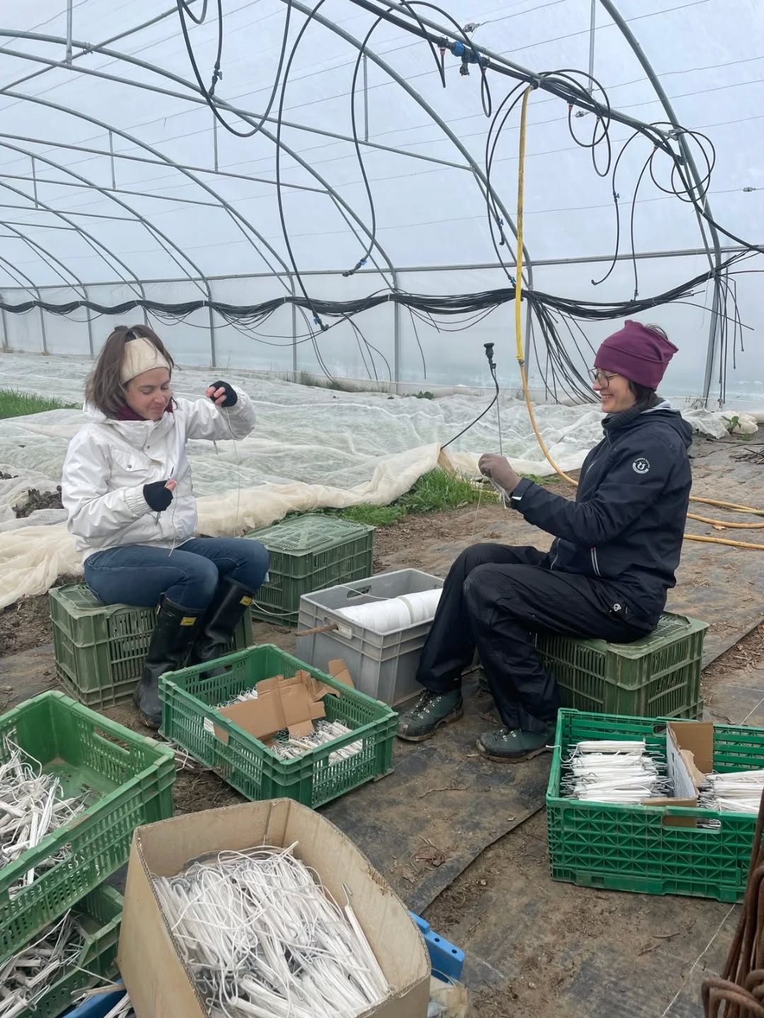 remplissage des crochets à tomate 🍅
ça prend son temps! merci les bénévoles vous êtes trop super ❤️