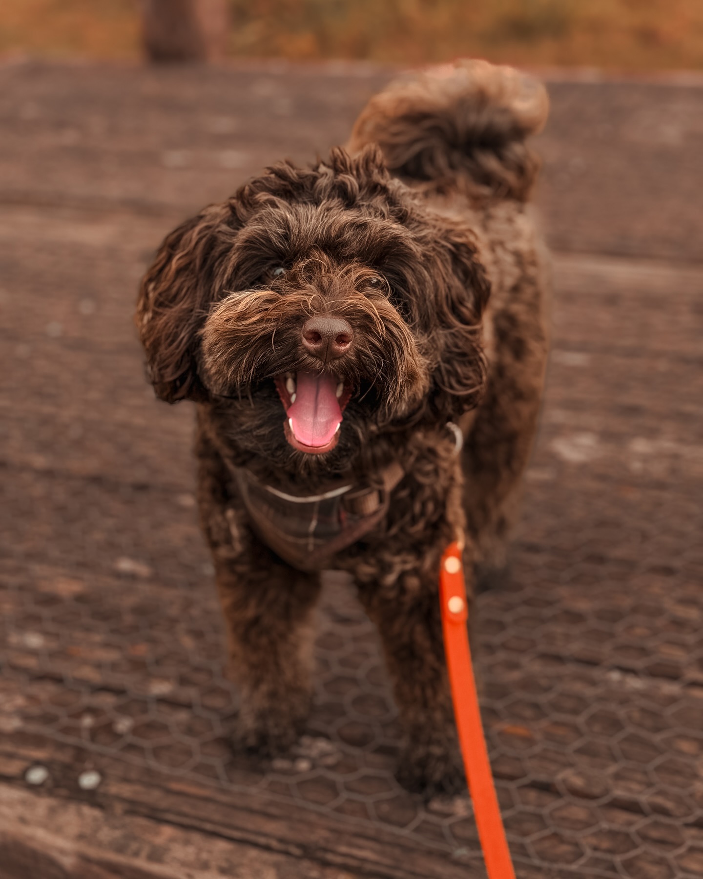 Teddy’s got his winter coat ready 😆🧸.
.
.
.
.
#dog_features #dogsofinstaworld #dogs_of_instagram #dogoftheday #dogsofinstagram #dogstagram #doglover #dog #dogs #doggy #doggo #doge #doggies #doggie #cute #dogwalker #dogwalking #norwichdogwalker #dogwalkernorwich #norwich #norfolk #dogpark #schnoodle