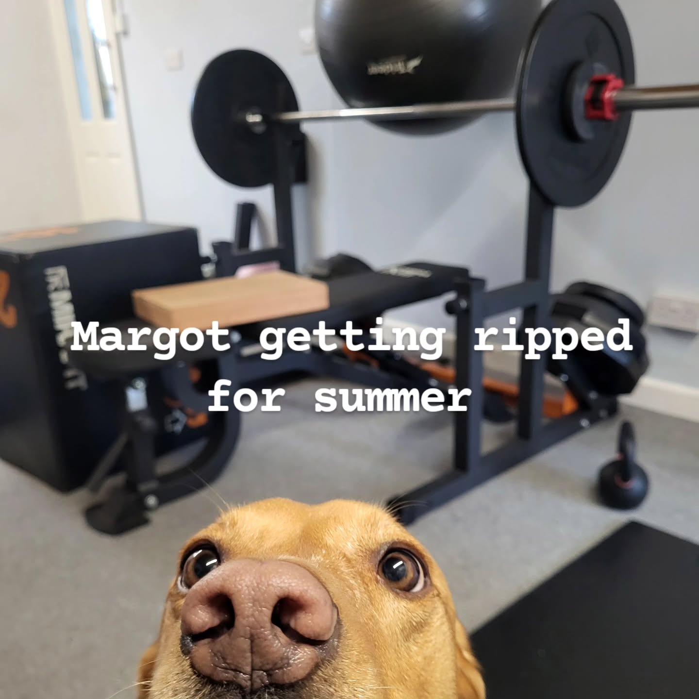 #pilates ##stroudpilates #jeremybinghampilates #foxredlabrador #stroudfitness